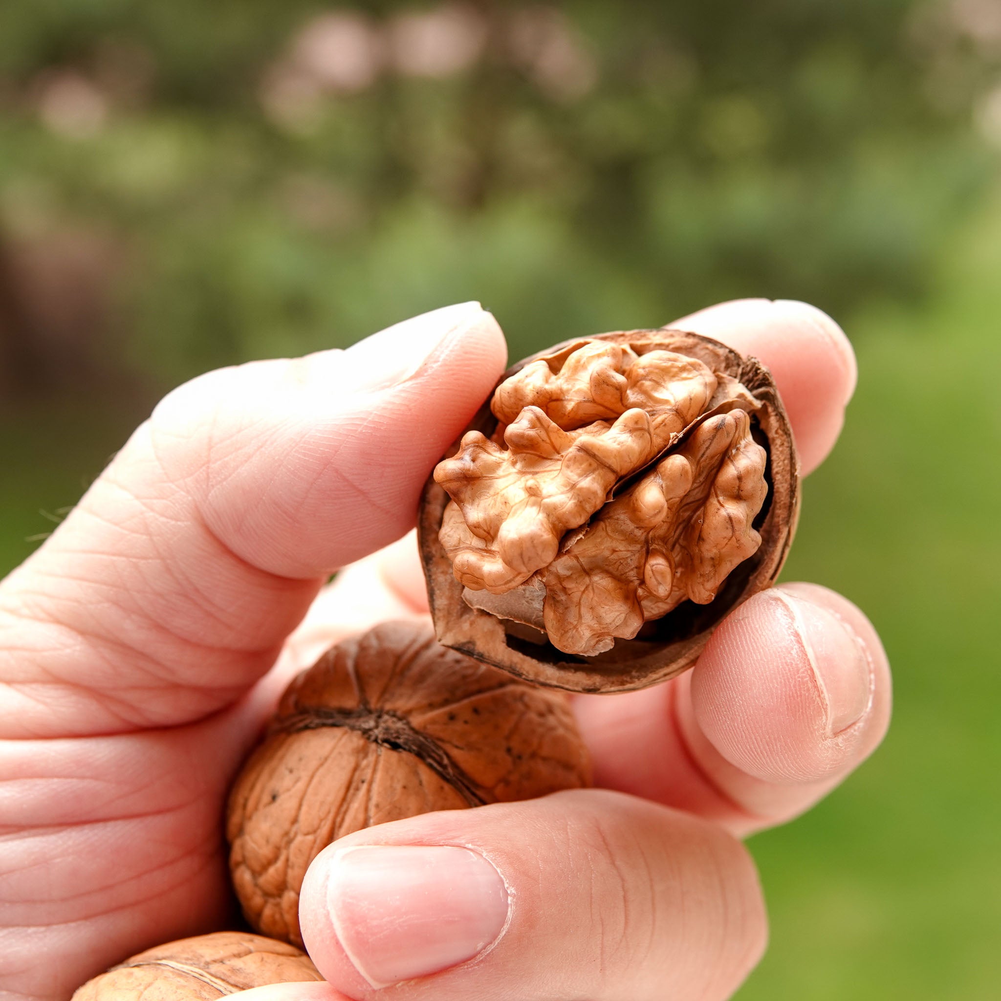 Walnuss 'Fernette®'