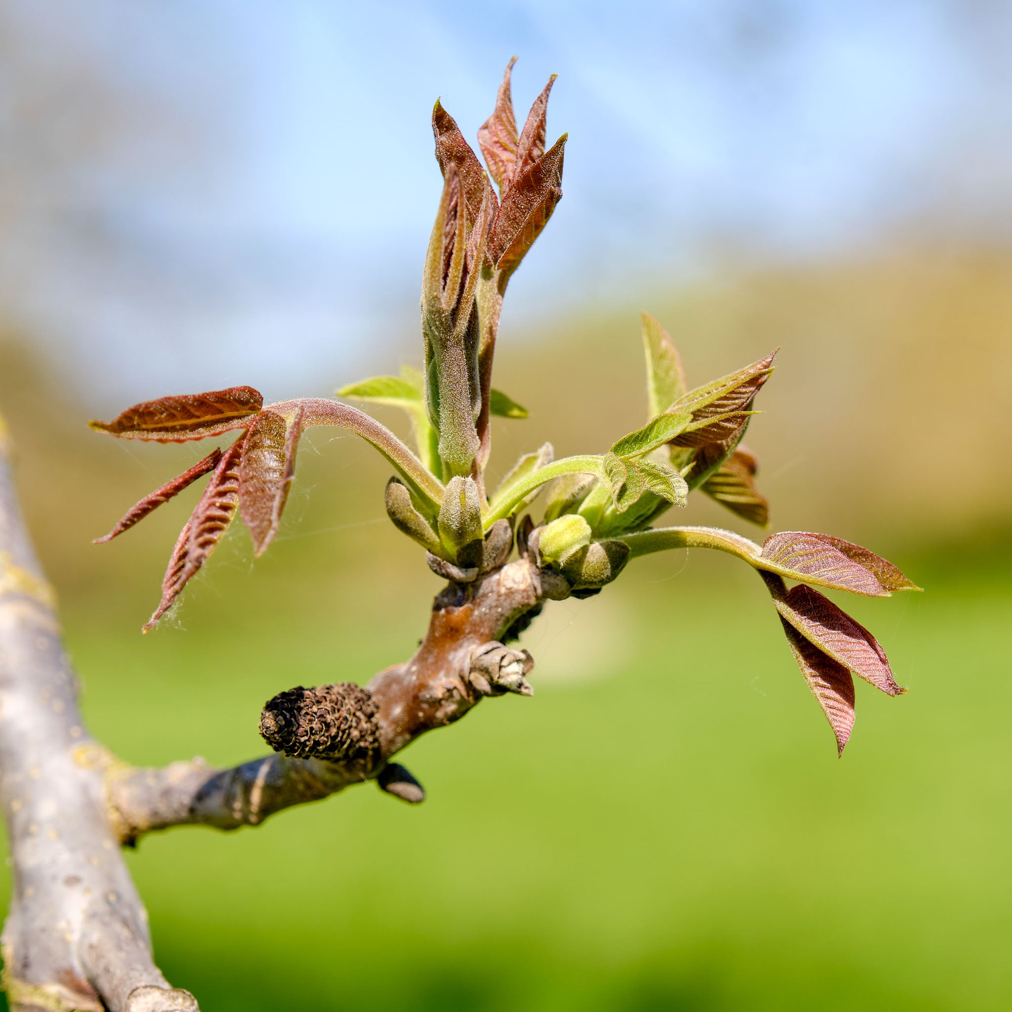 Walnuss 'Fertignac'