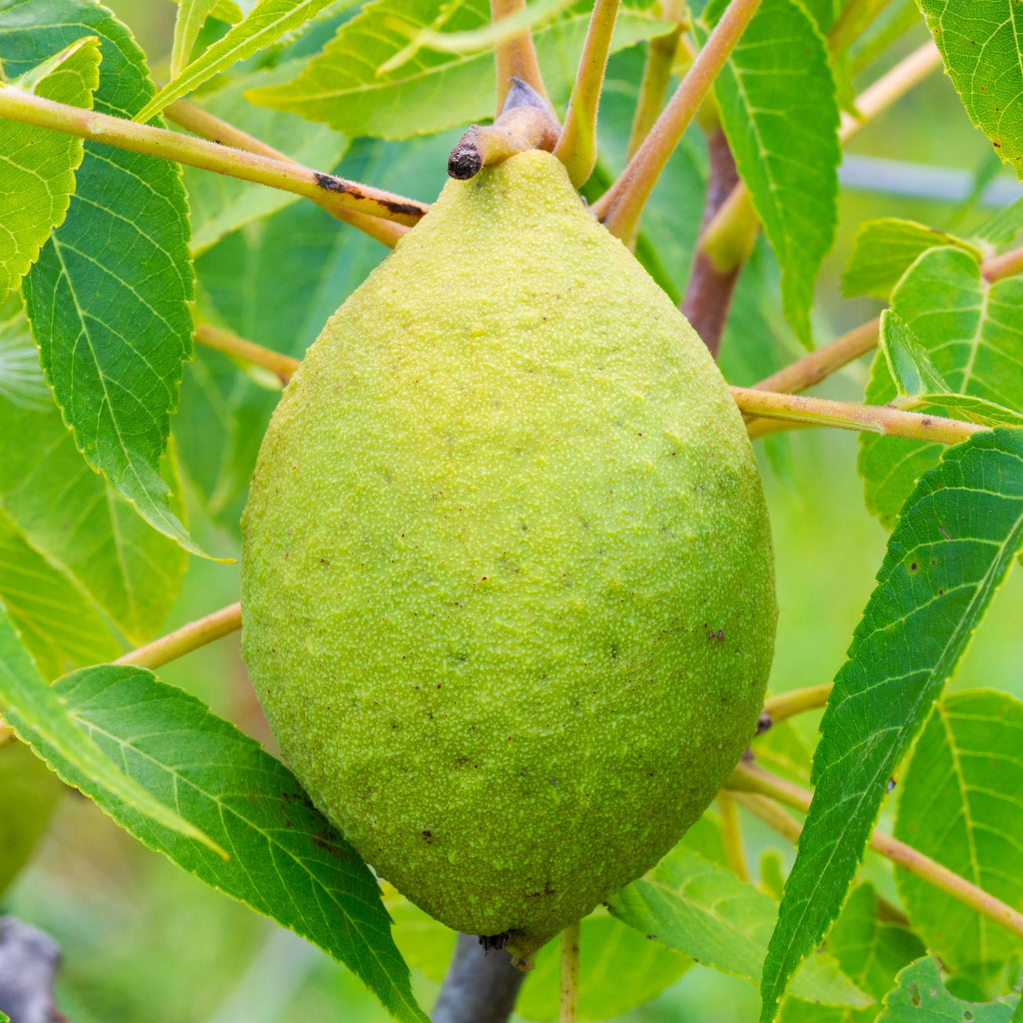 Walnuss 'Lange van Lod'