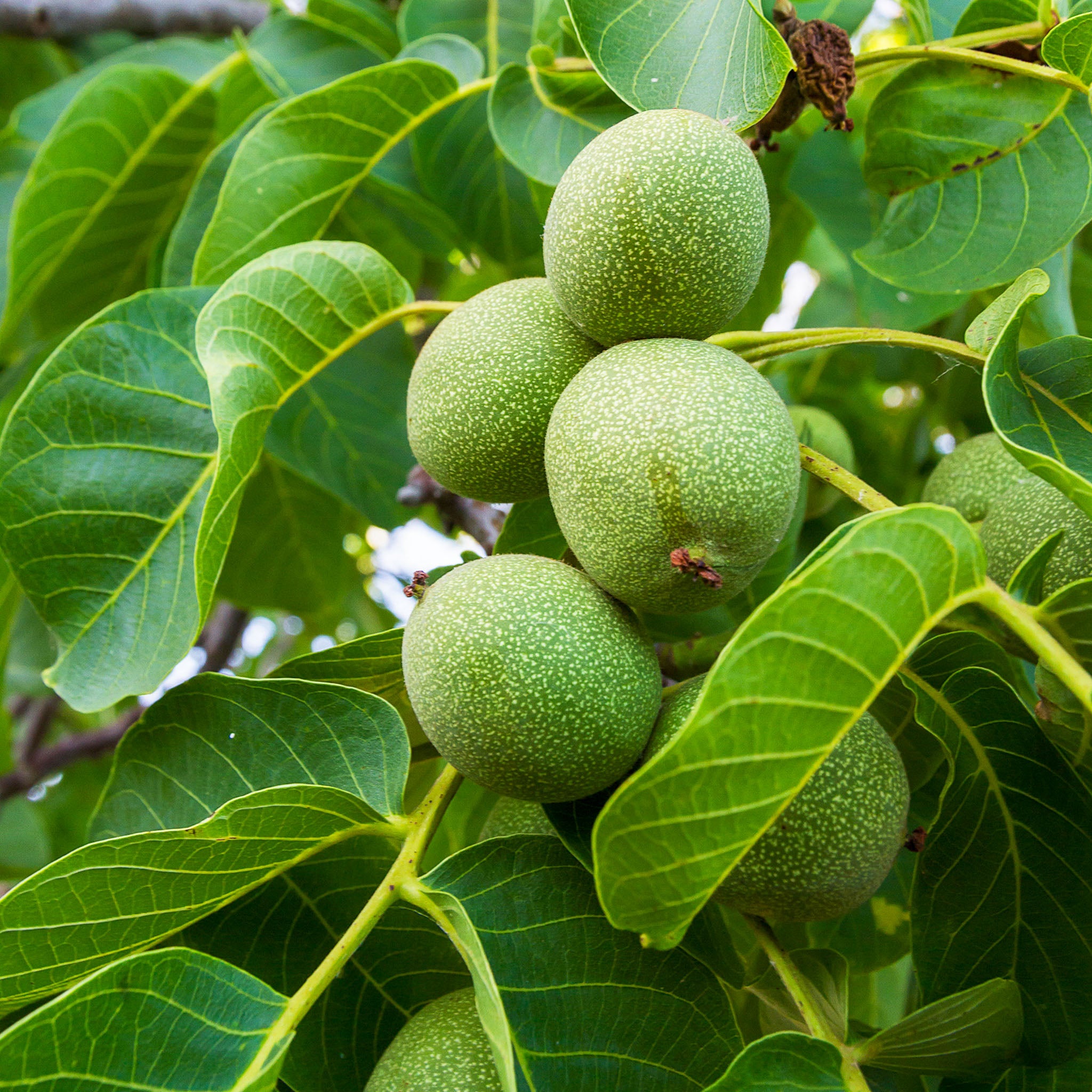 Walnuss 'Lara'