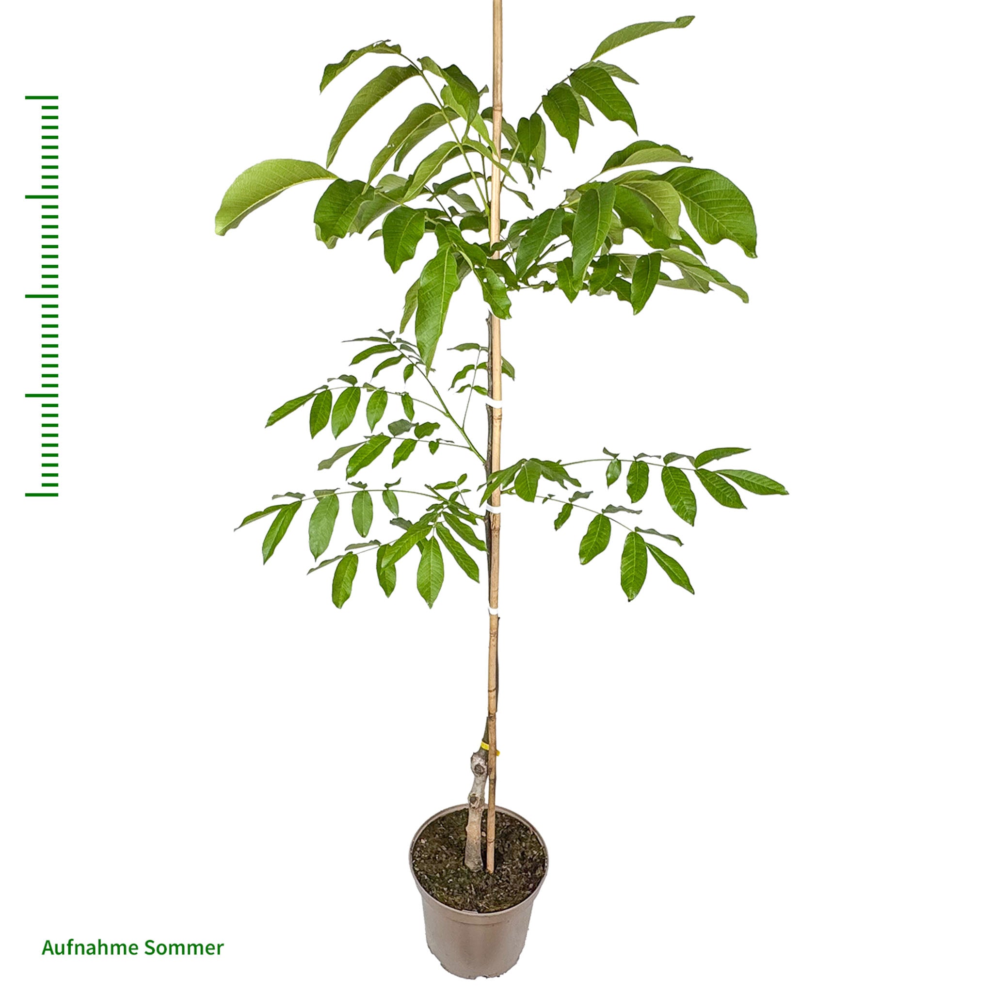 Walnuss 'Europa'