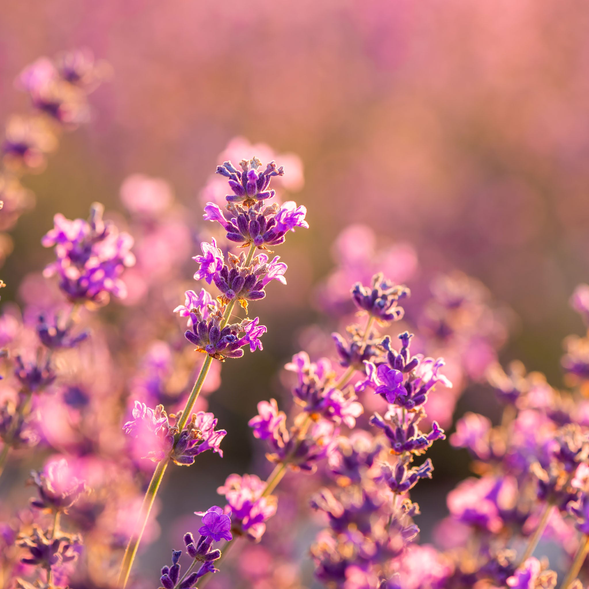 Lavendel 'Rosea'