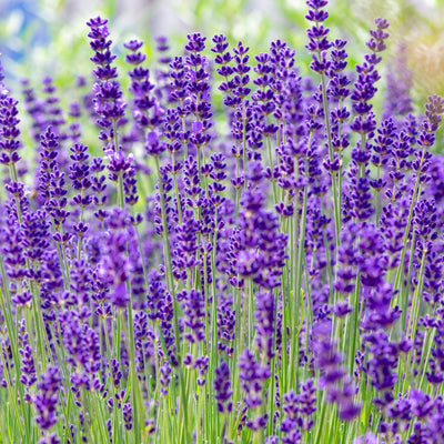 Echter Lavendel
