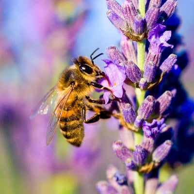 Echter Lavendel