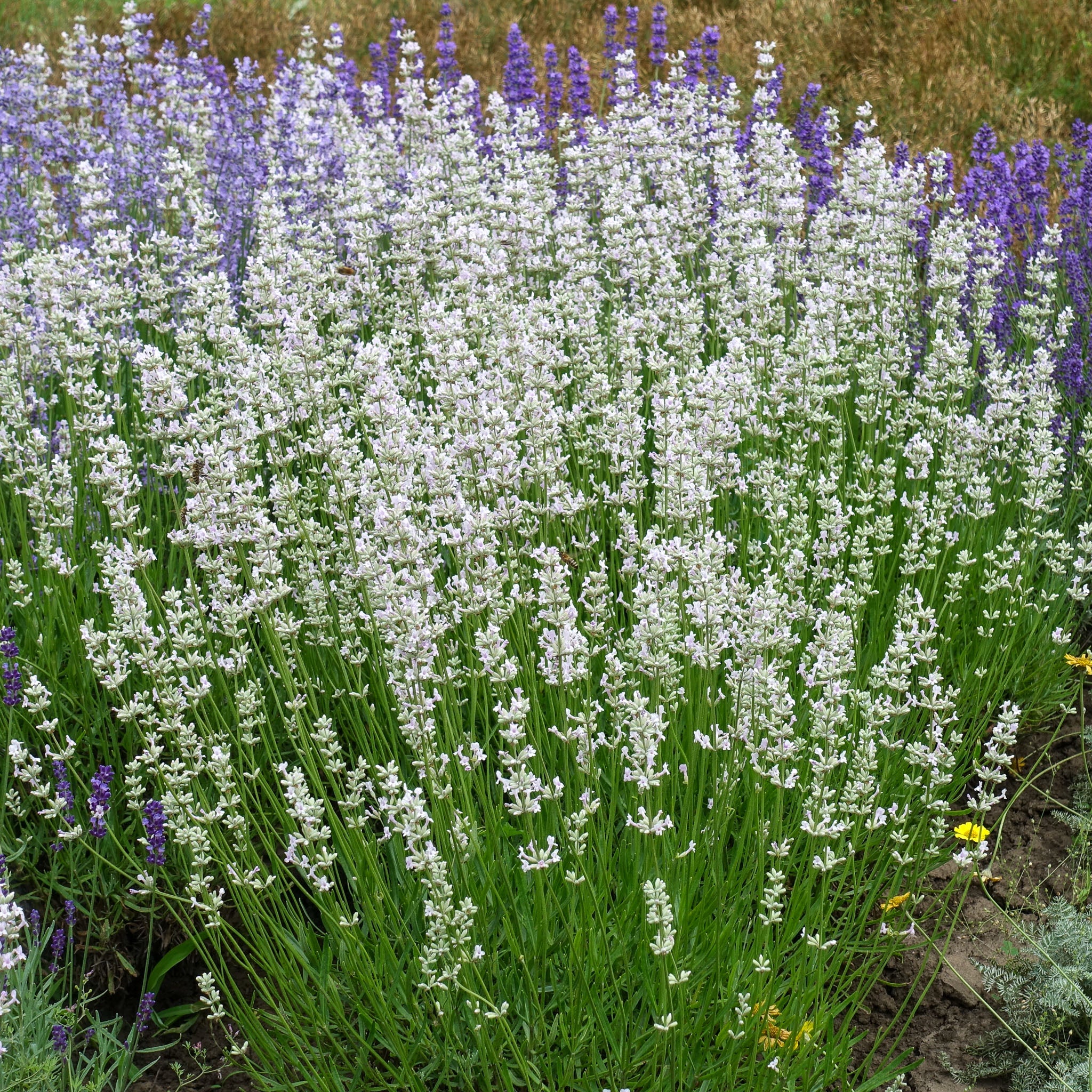 Lavendel 'Alba'