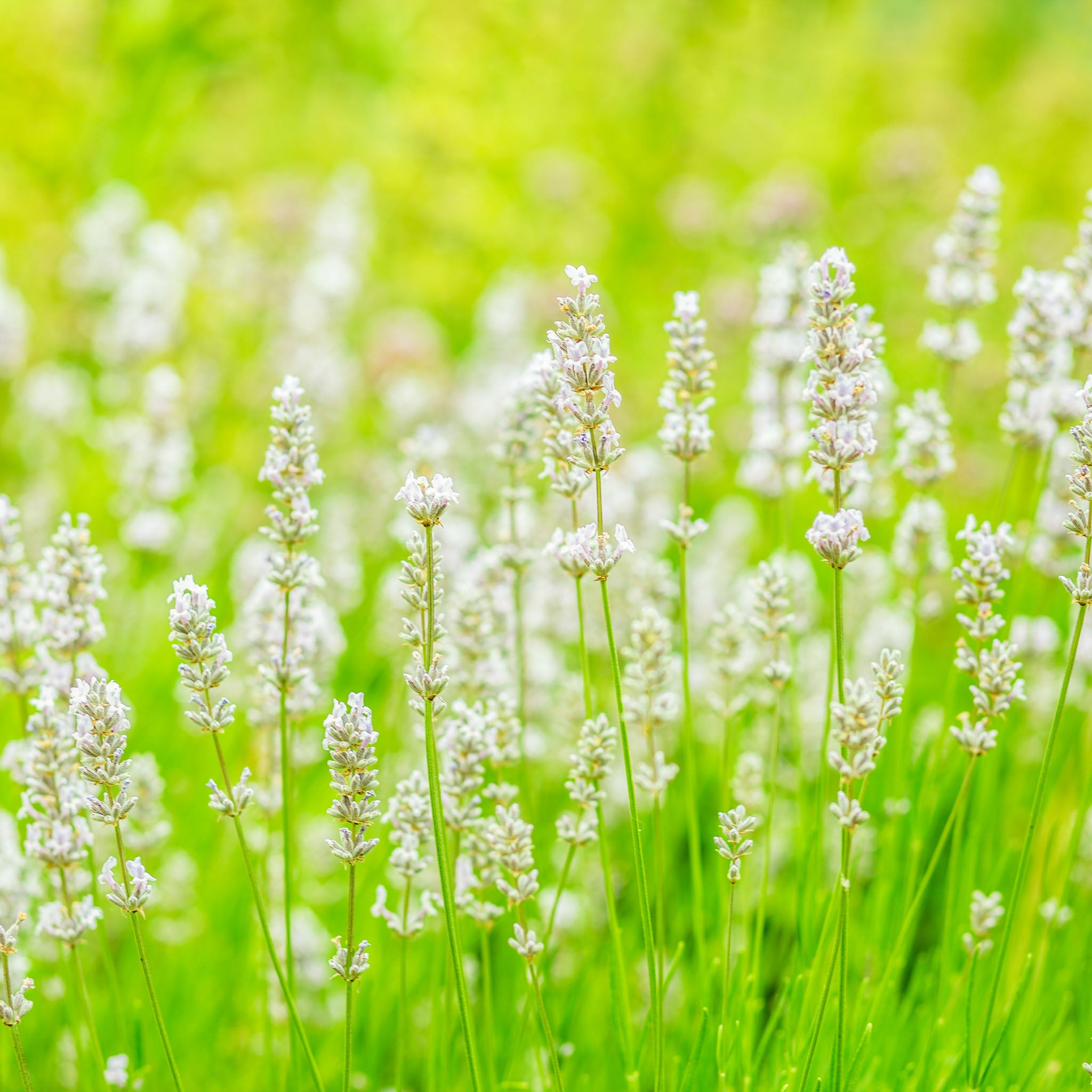 Lavendel 'Alba'