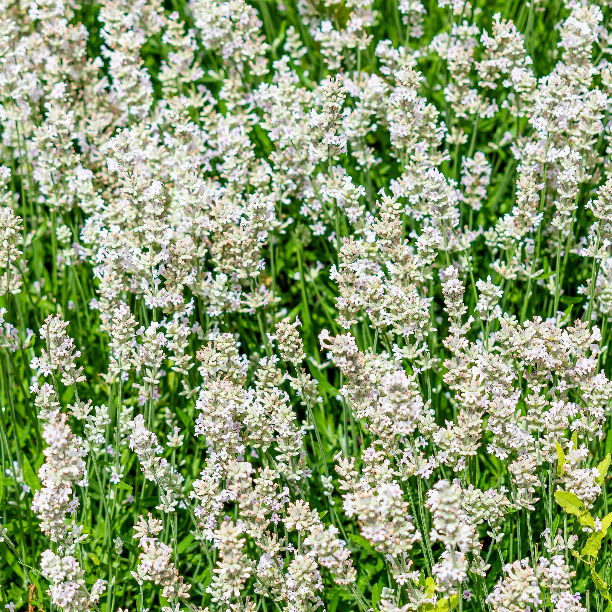 Lavendel 'Alba'