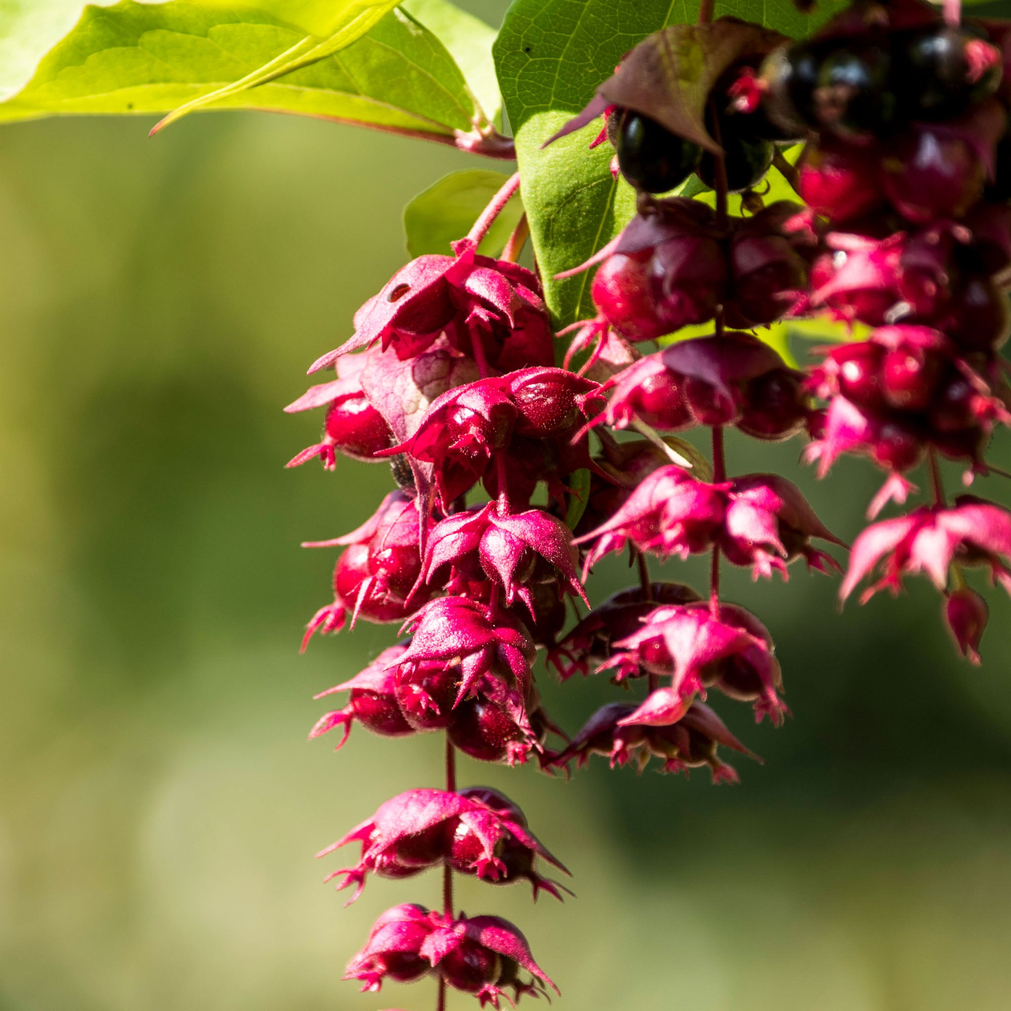 Karamellbeere 'Purple Rain'