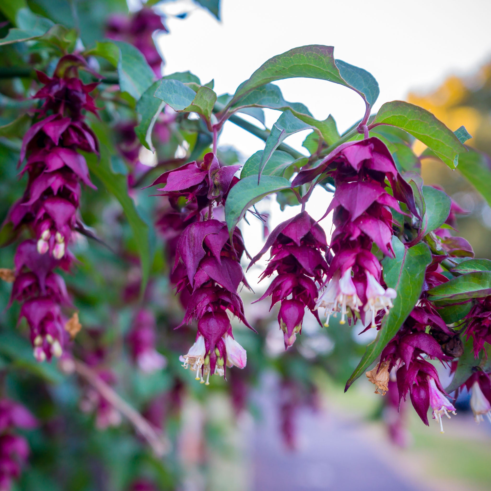 Karamellbeere 'Purple Rain'