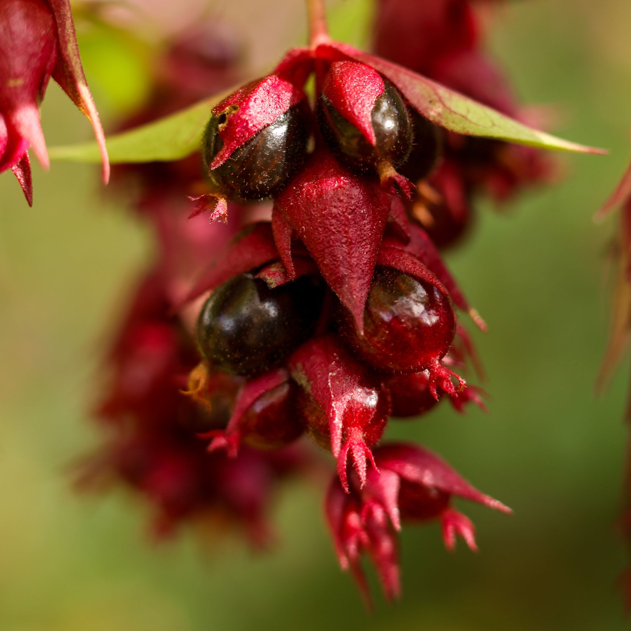 Karamellbeere 'Purple Rain'