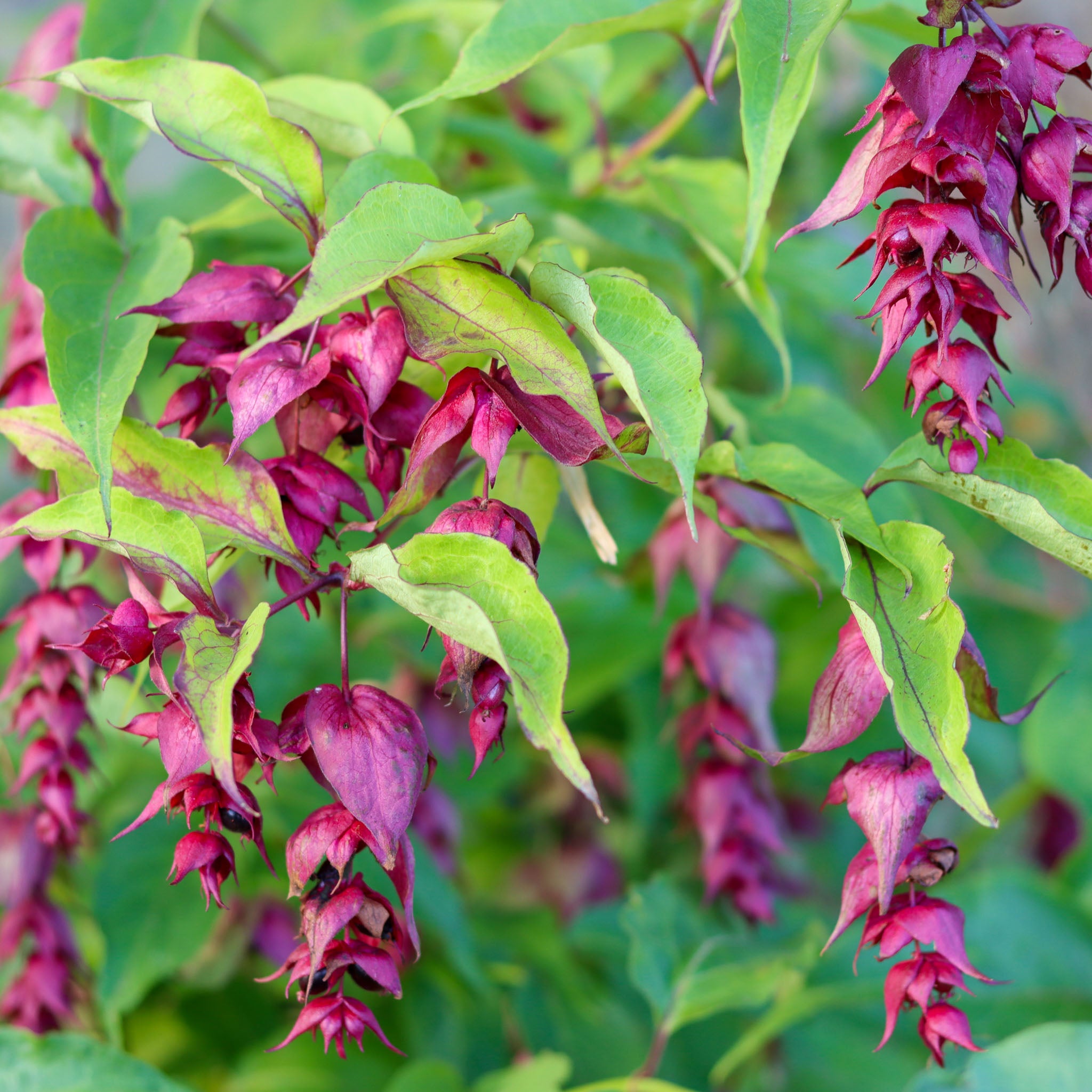 Karamellbeere 'Purple Rain'