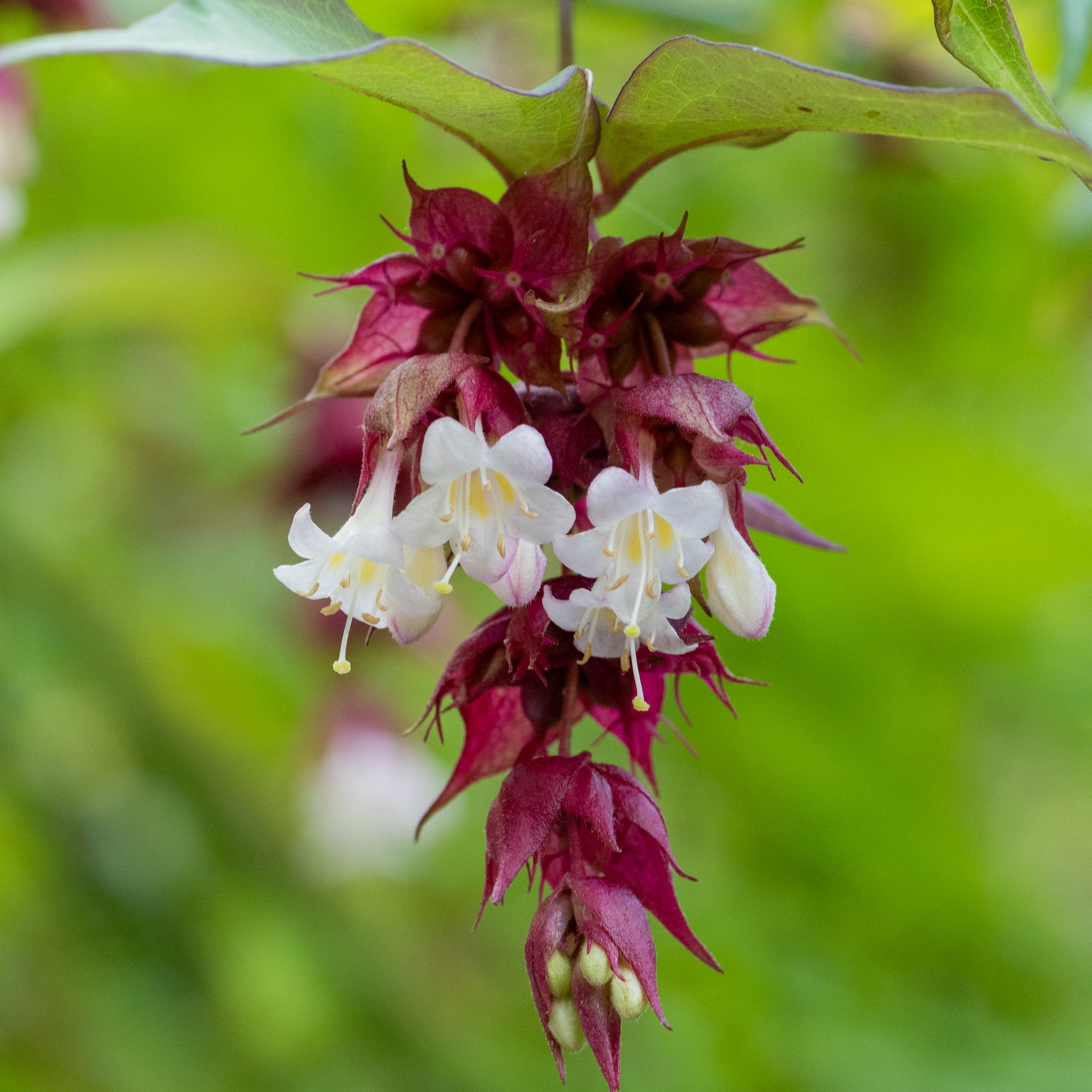 Karamellbeere 'Purple Rain'