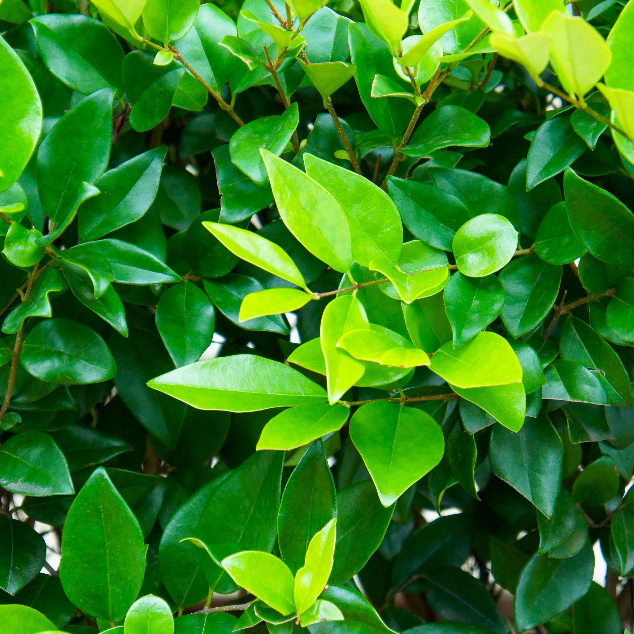 Gewöhnlicher Liguster
