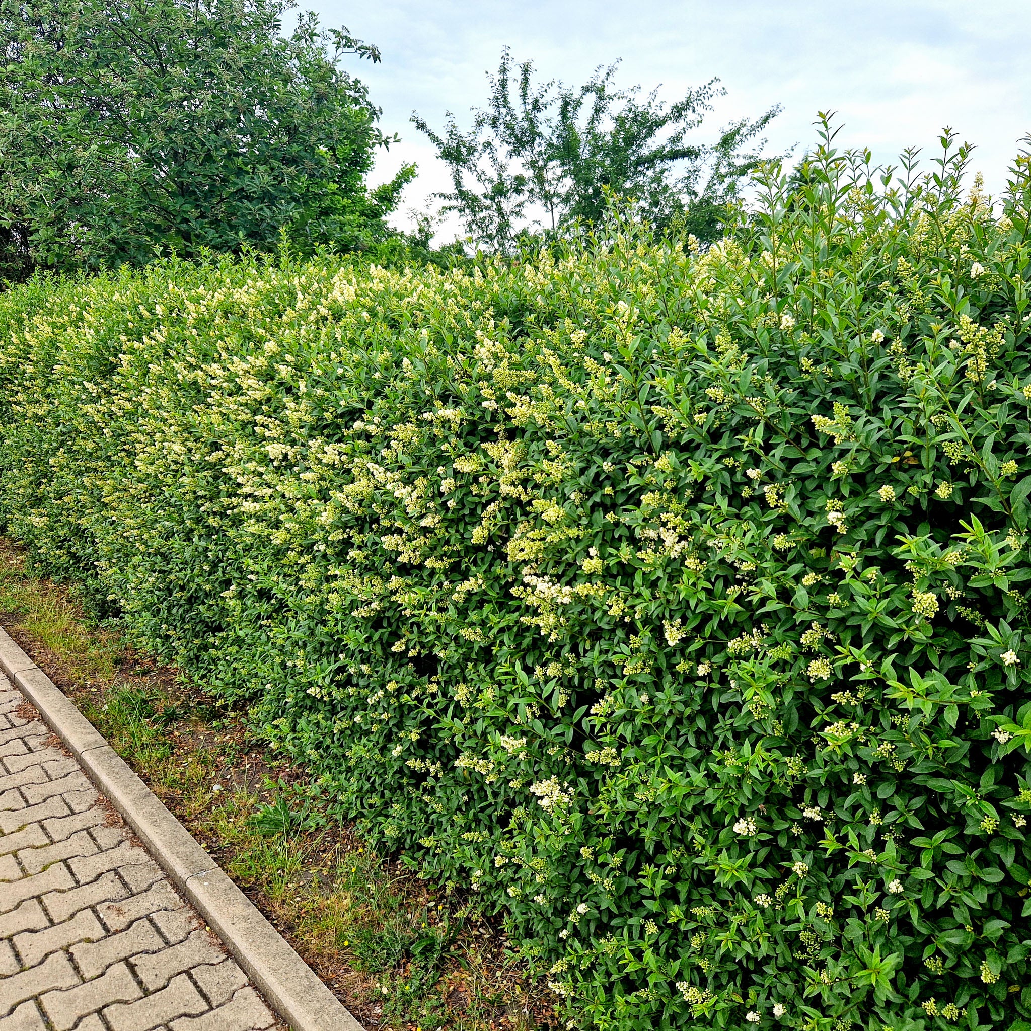 Gewöhnlicher Liguster
