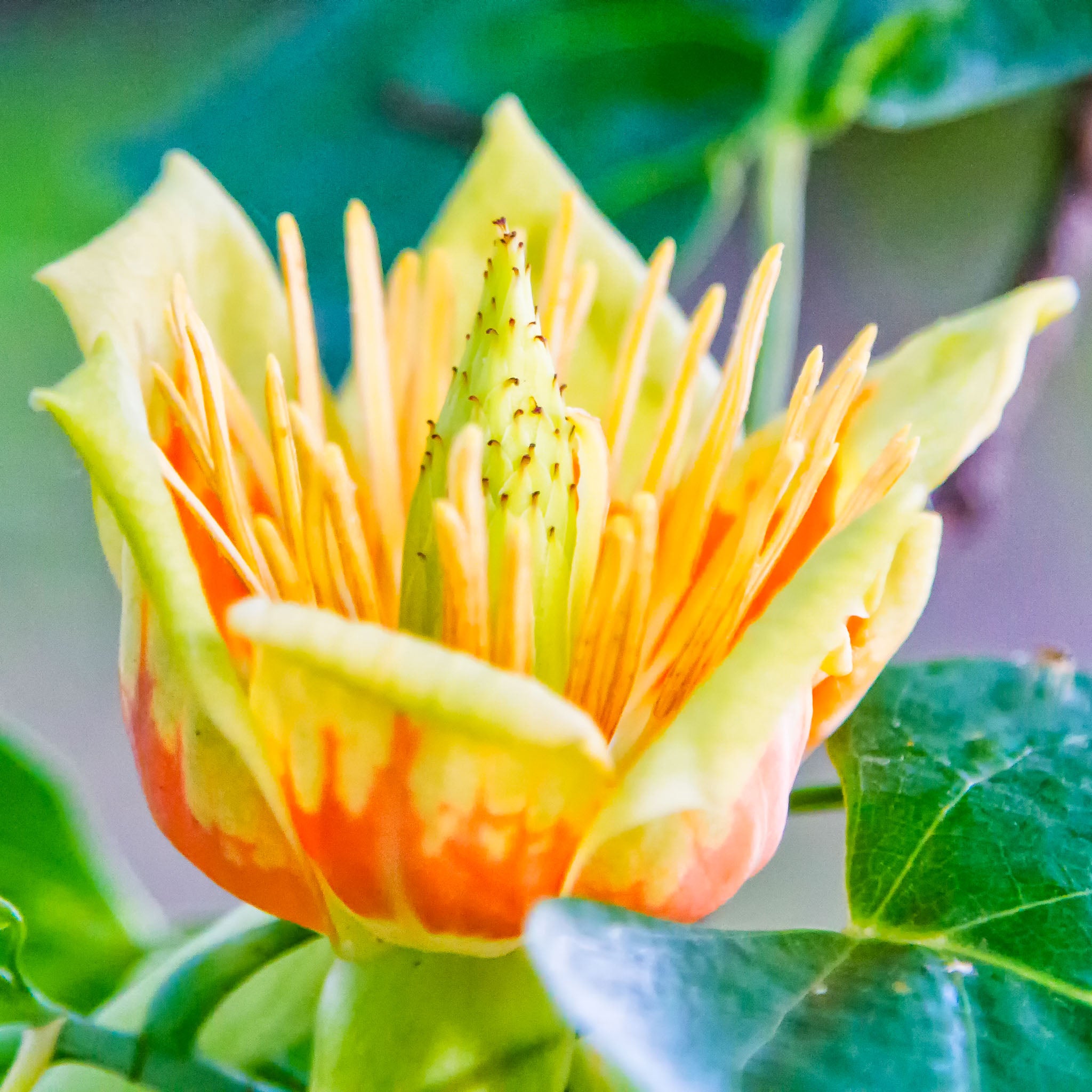 Tulpenbaum