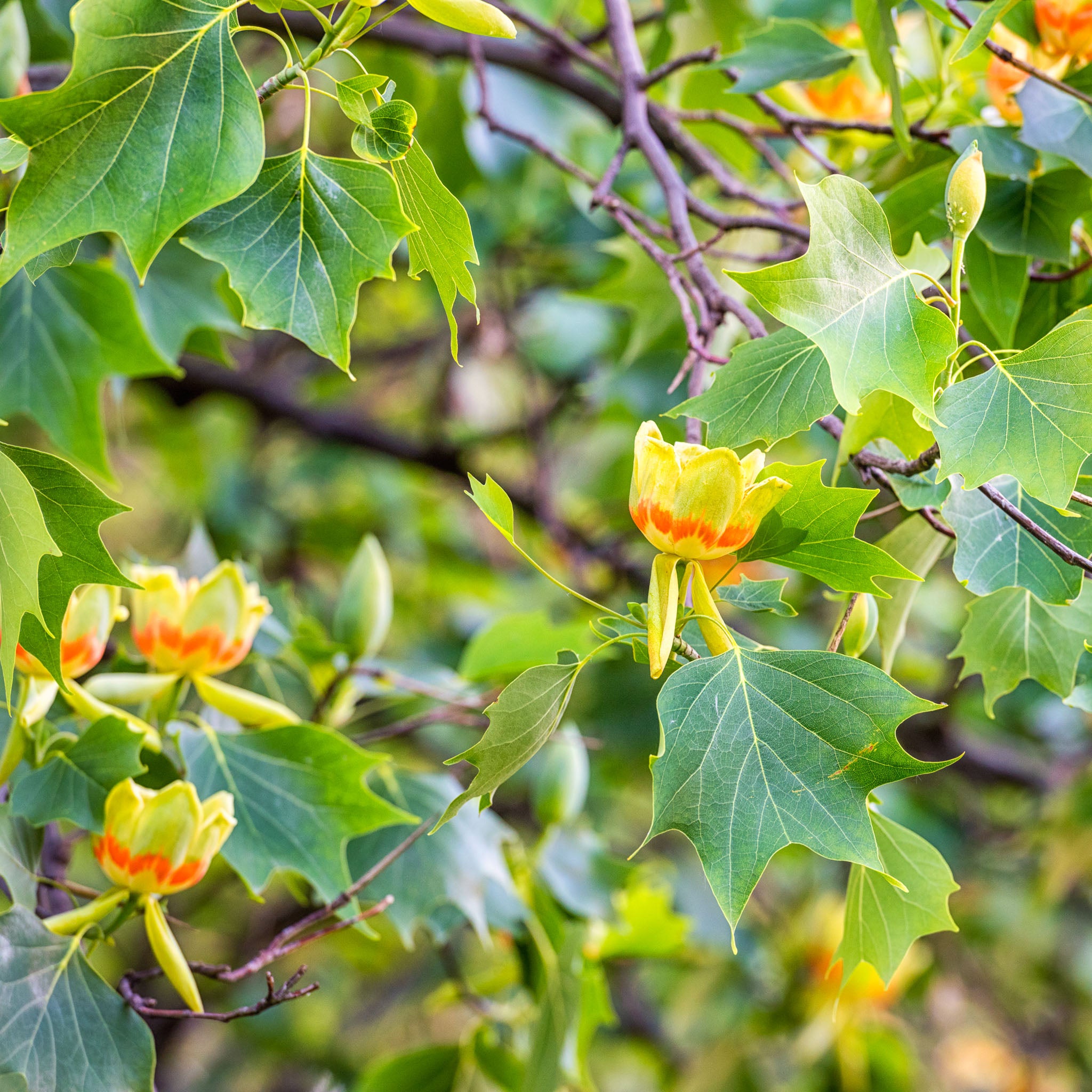 Tulpenbaum