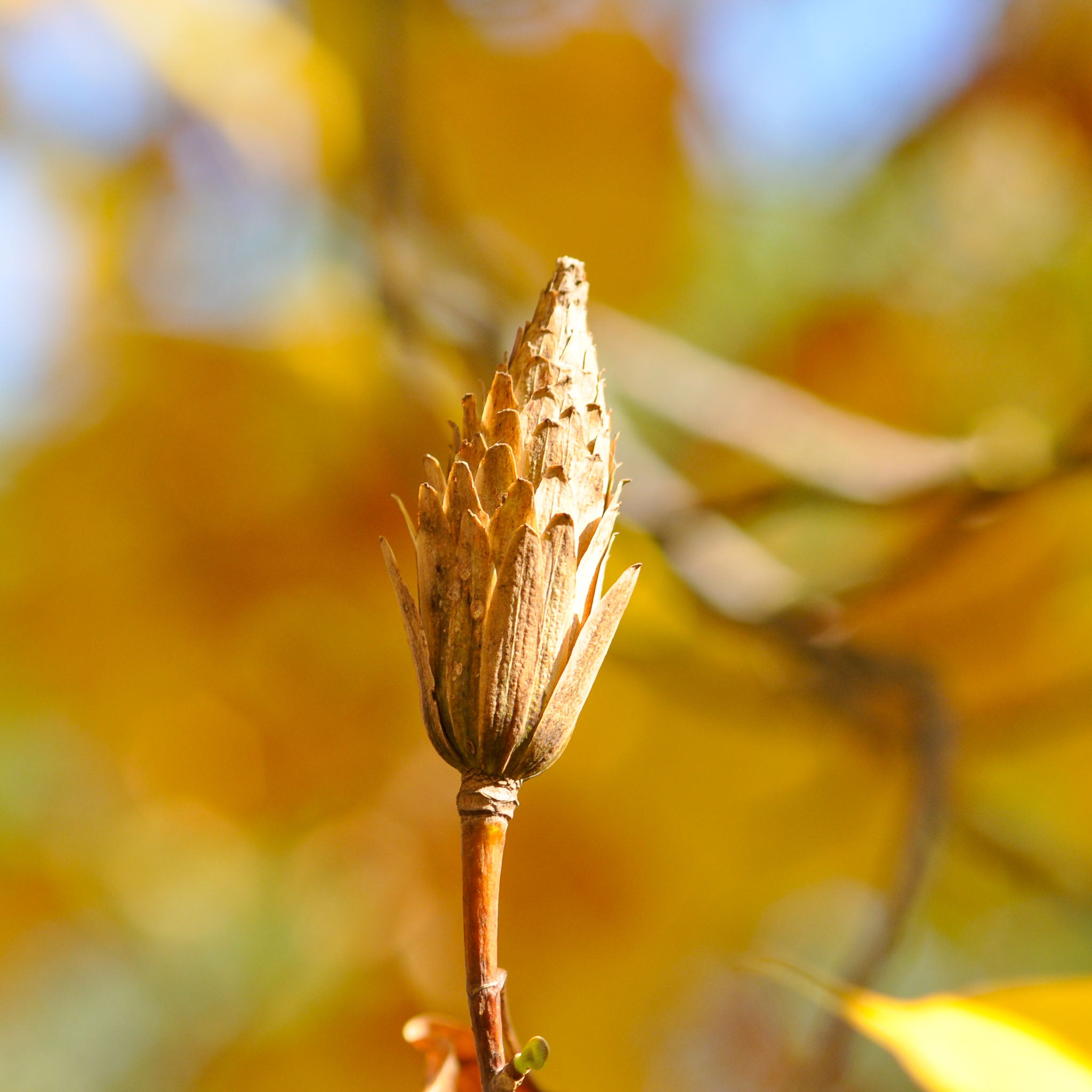 Tulpenbaum