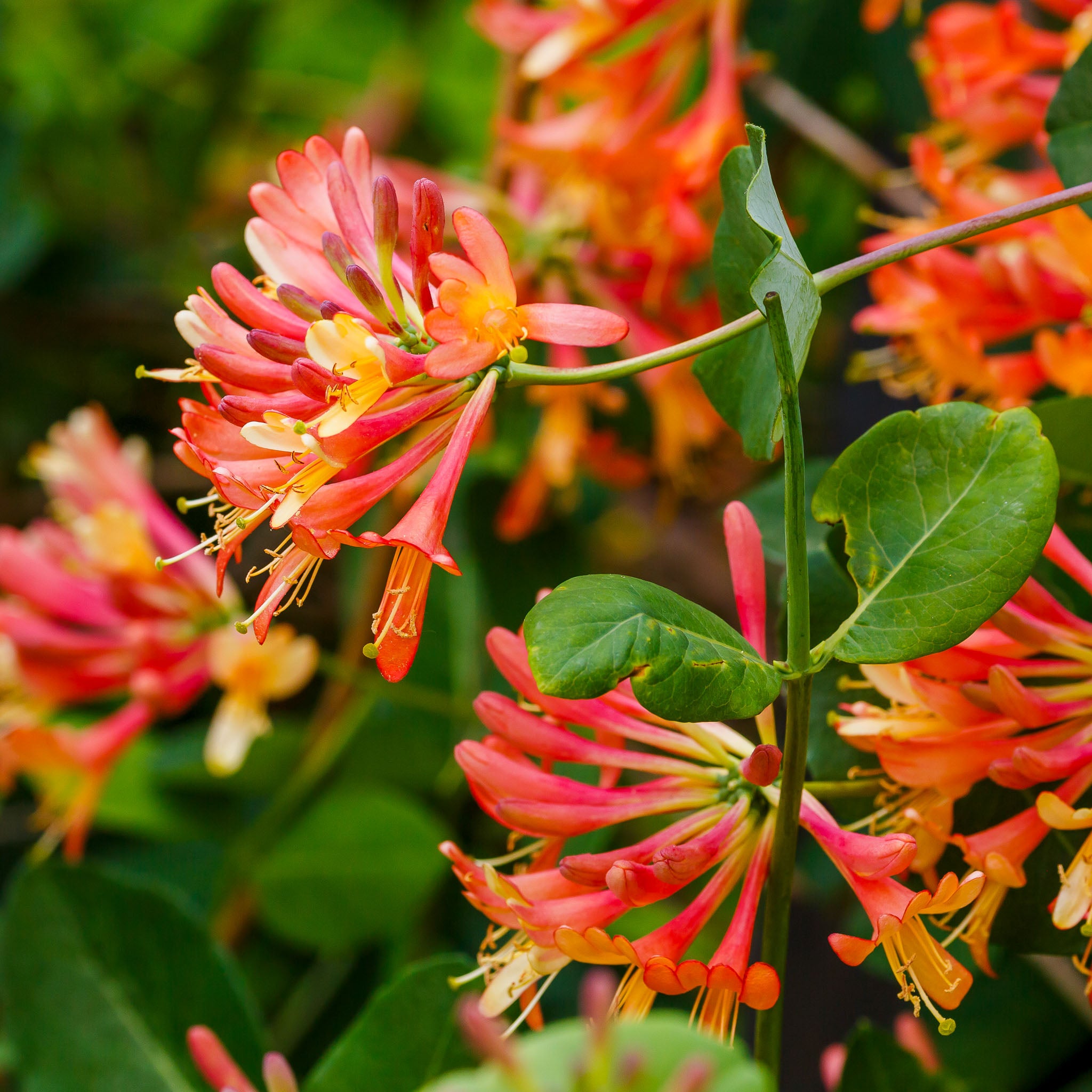 Geißblatt 'Dropmore Scarlet'