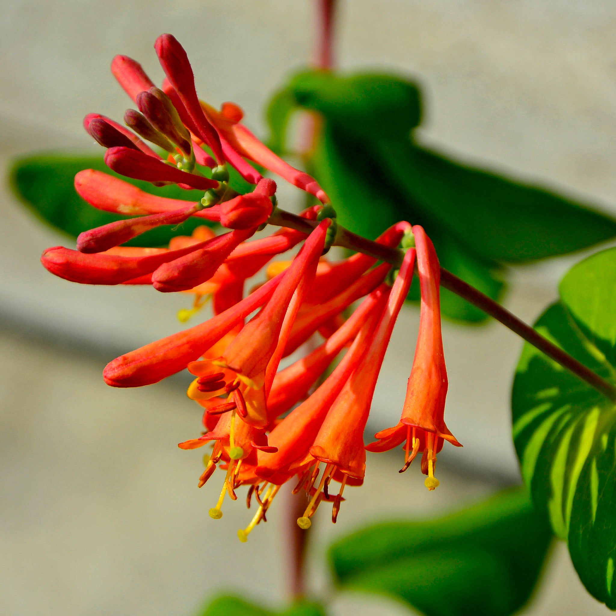 Geißblatt 'Dropmore Scarlet'