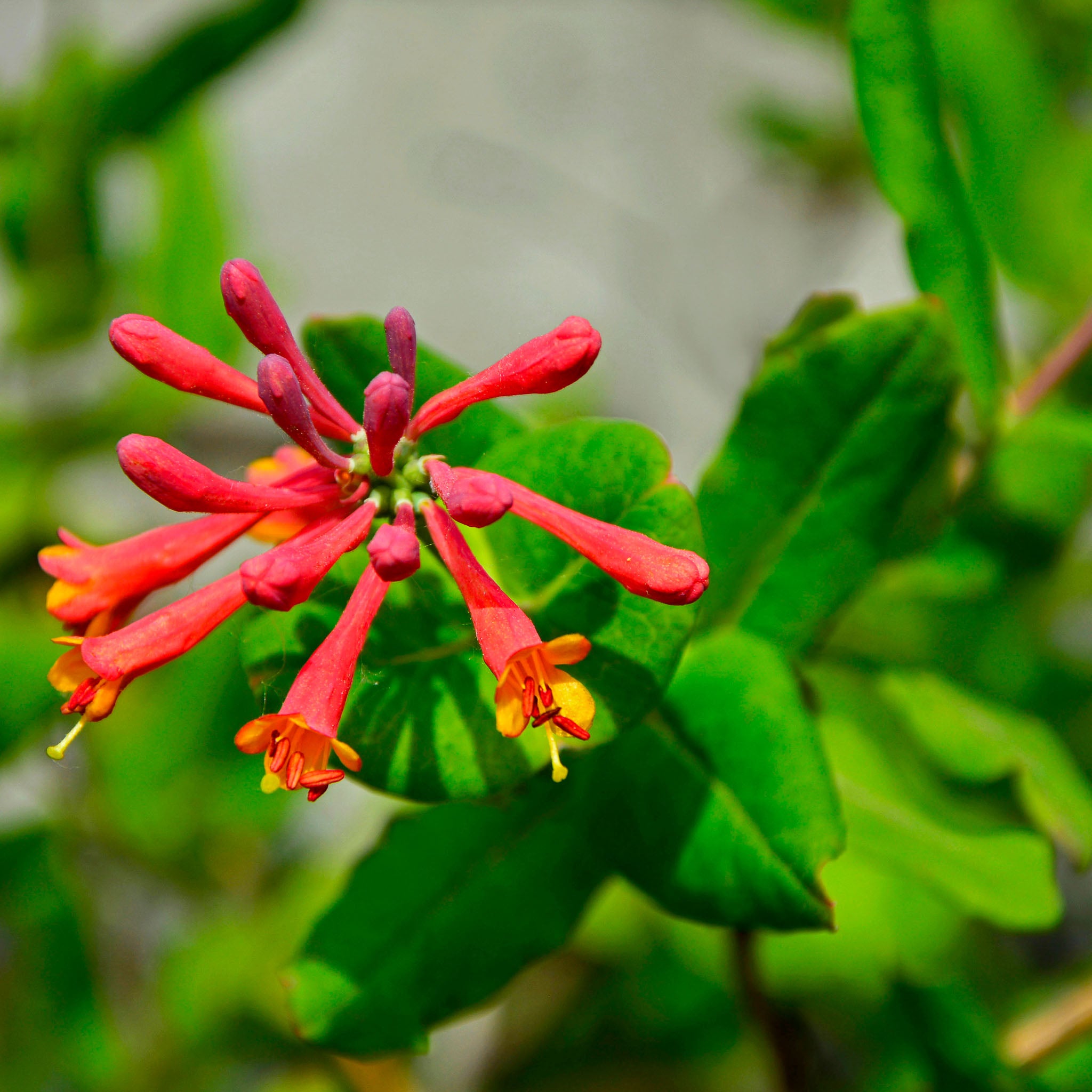 Geißblatt 'Dropmore Scarlet'