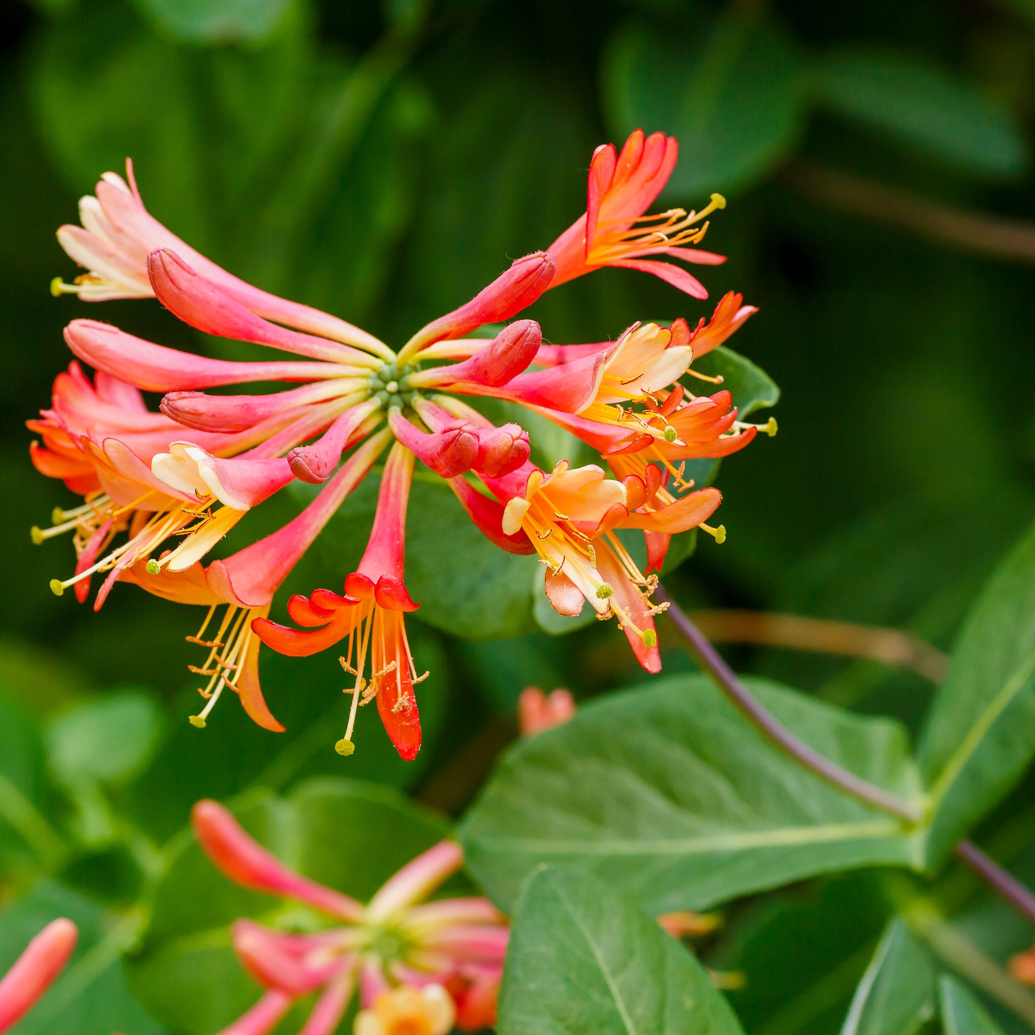 Geißblatt 'Dropmore Scarlet'