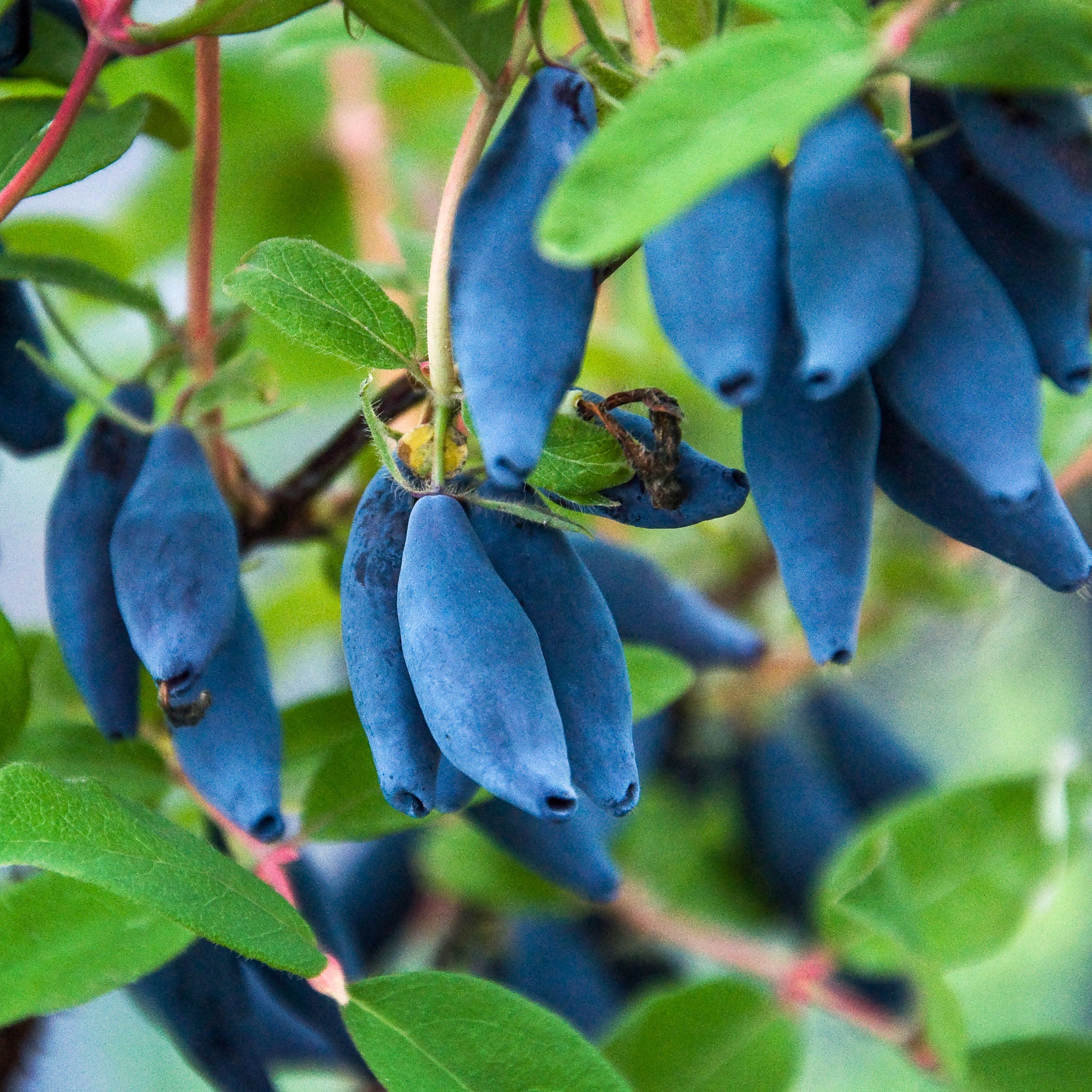 Honigbeere 'Blue Banana'