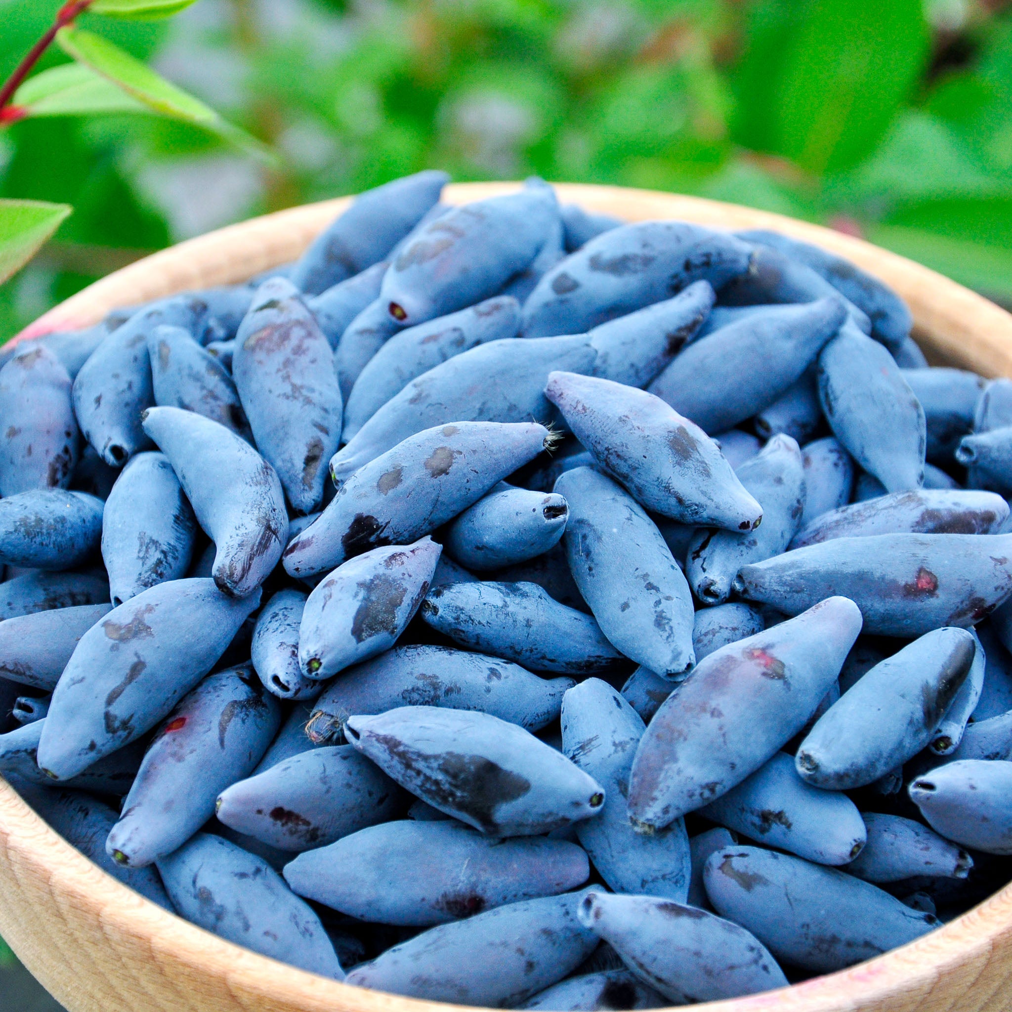 Honigbeere 'Blue Banana'