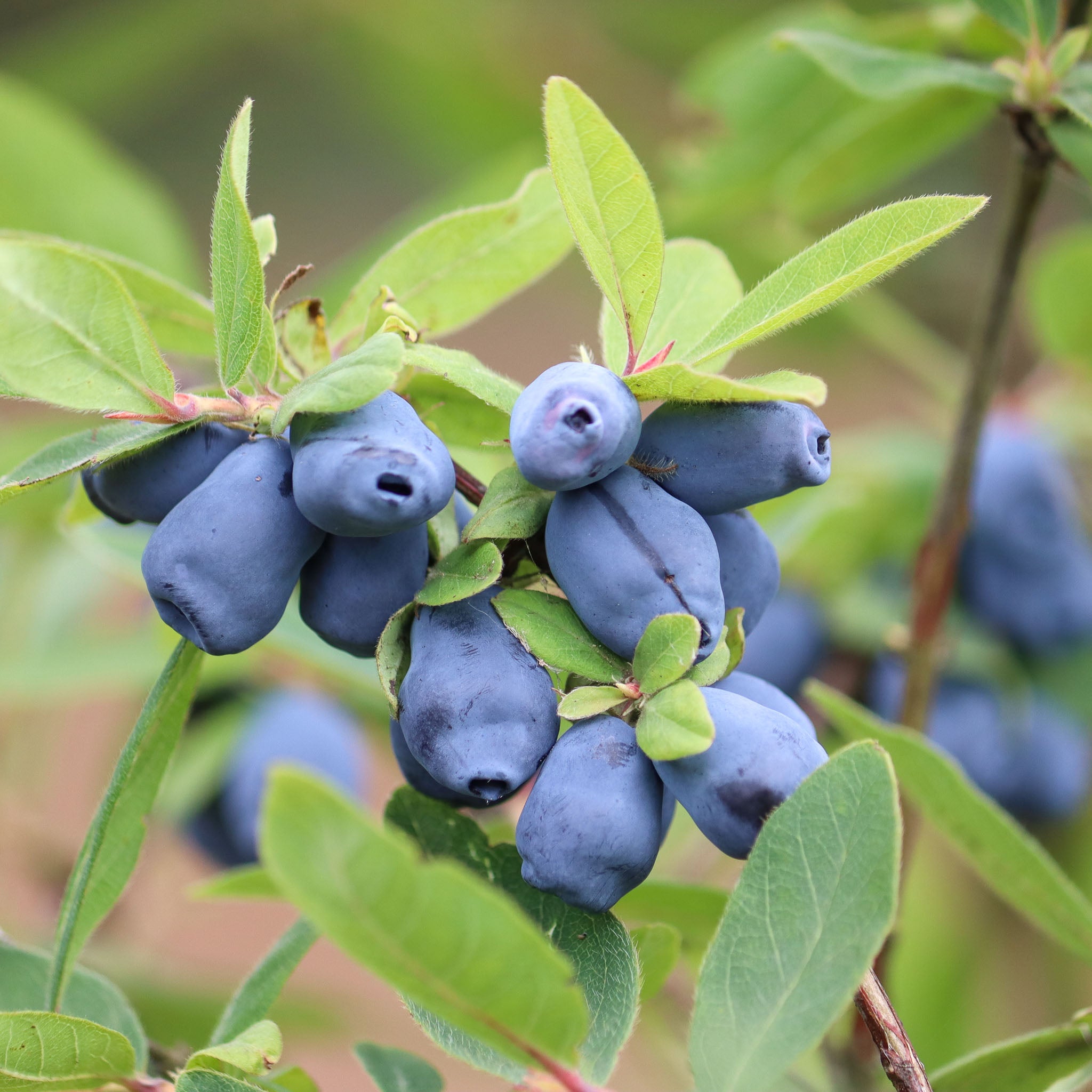 Honigbeere 'Blue Treasure'