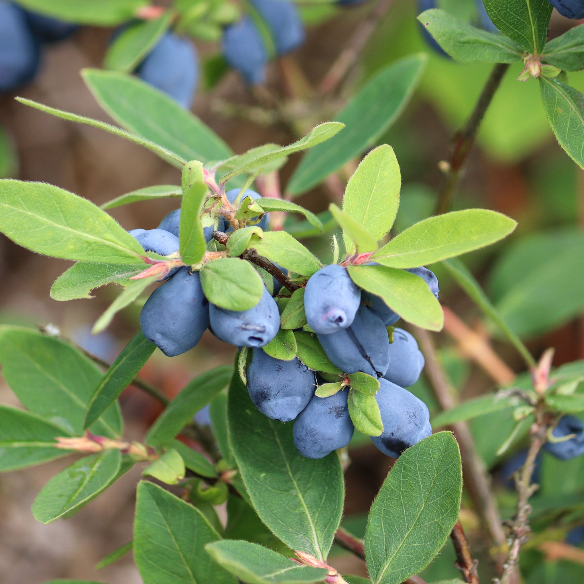 Honigbeere 'Blue Treasure'