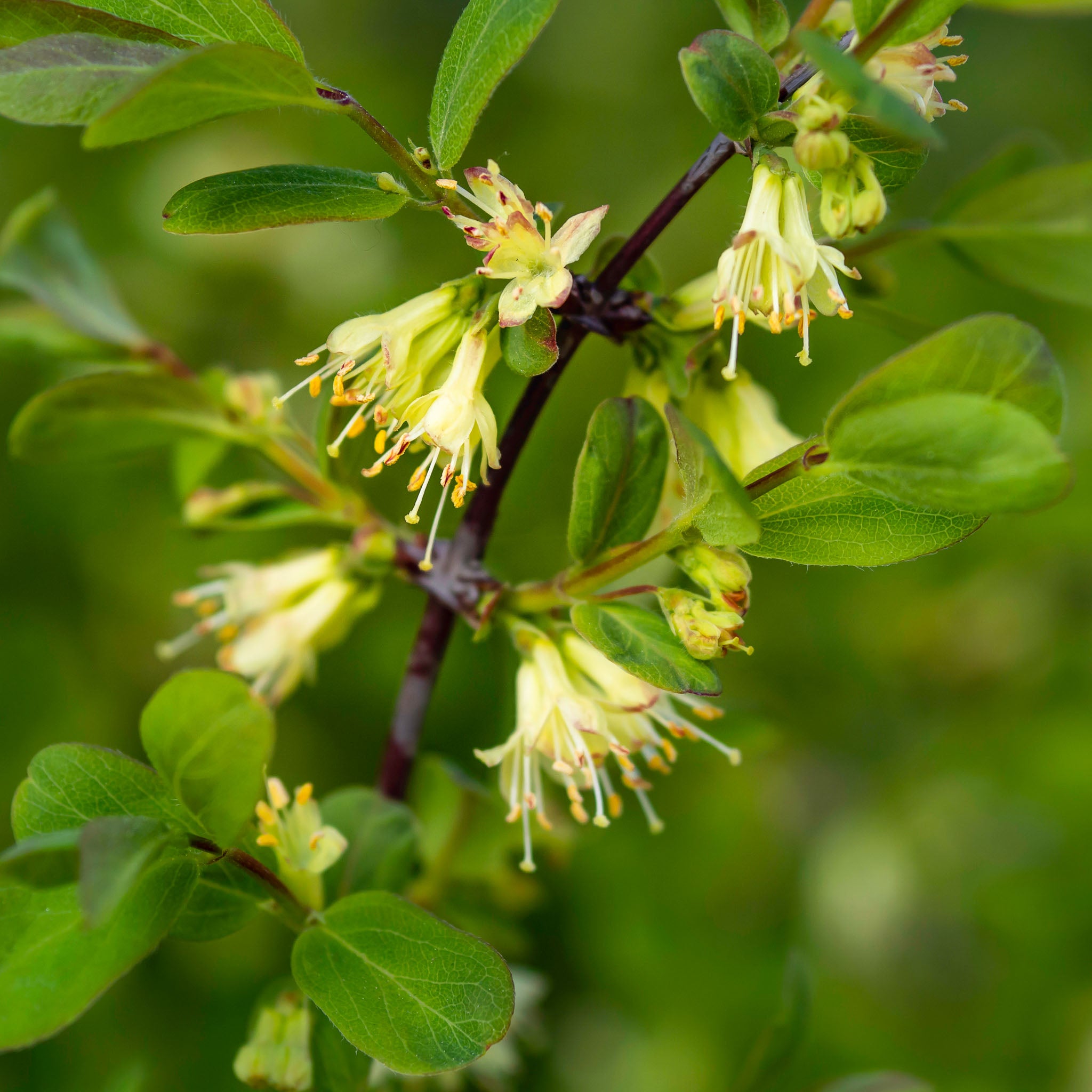 Honigbeere 'Boreal Beast'