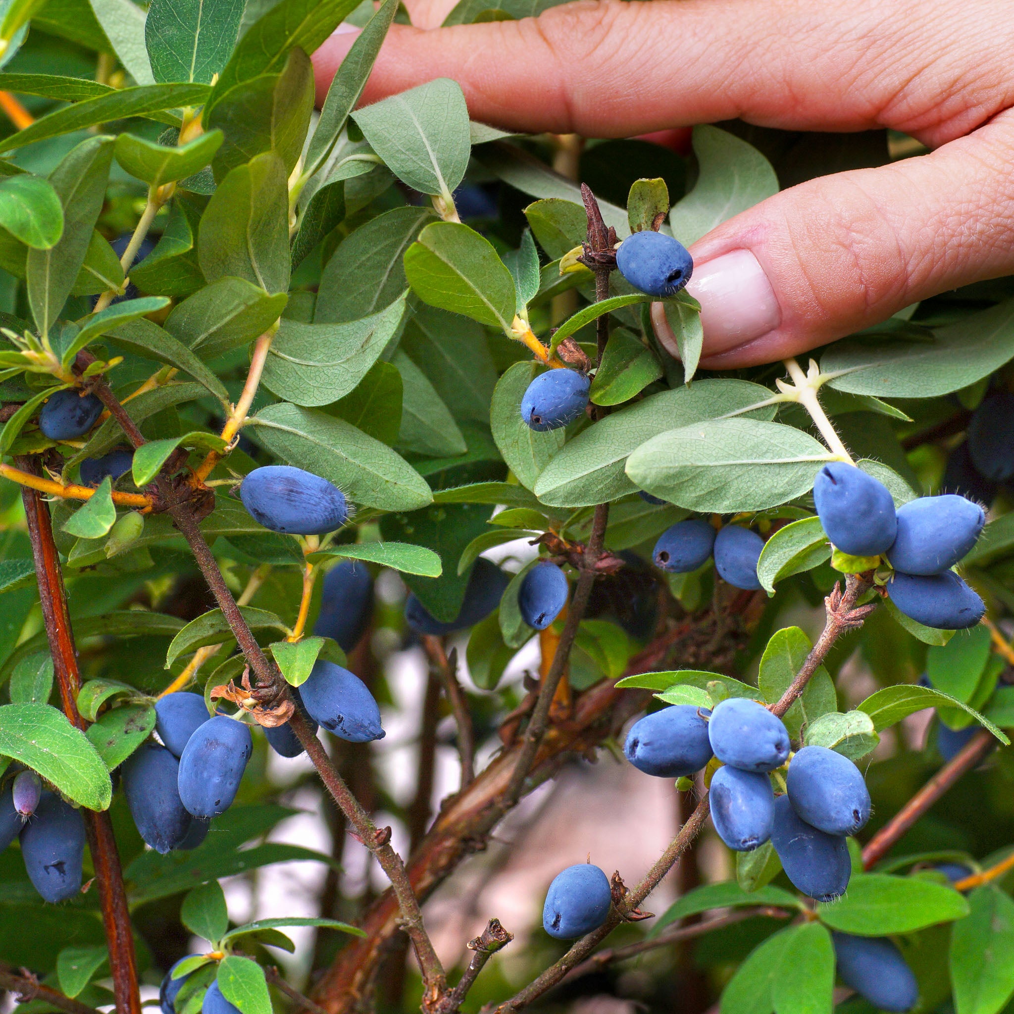 Honigbeere 'Boreal Beauty'