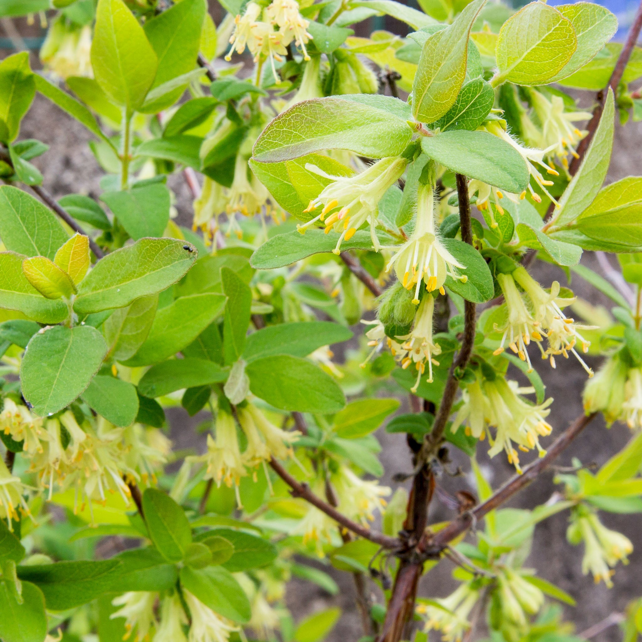 Honigbeere 'Boreal Beauty'