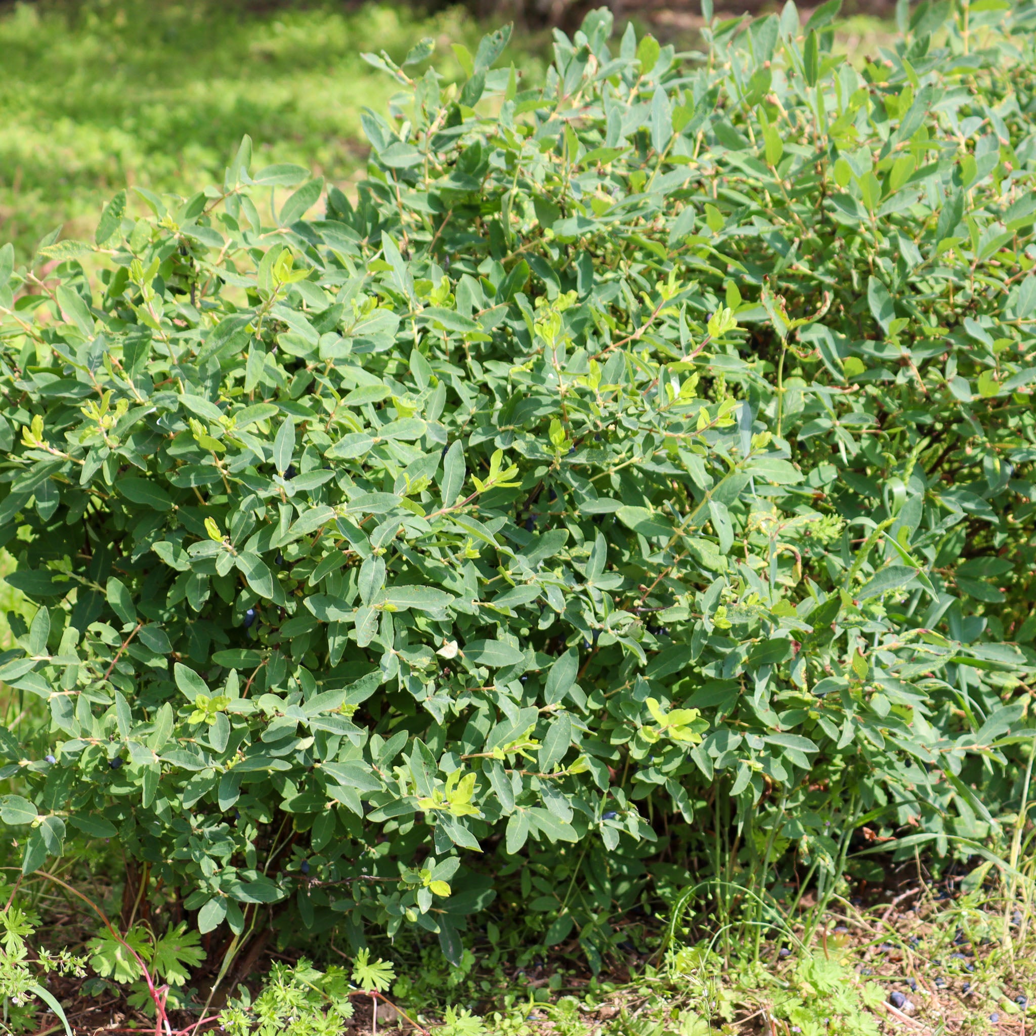 Honigbeere 'Boreal Beauty'