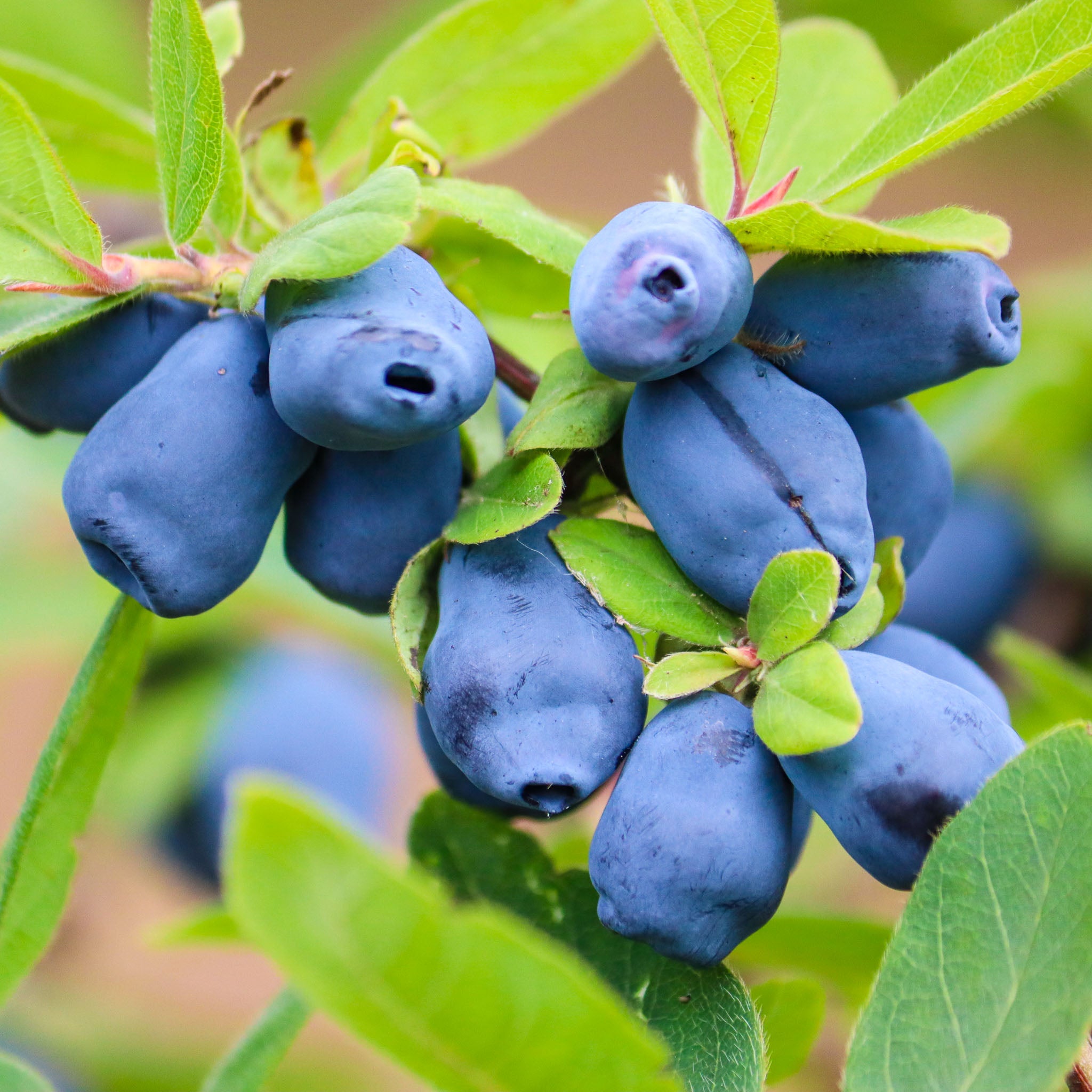 Honigbeere 'Giants Heart'
