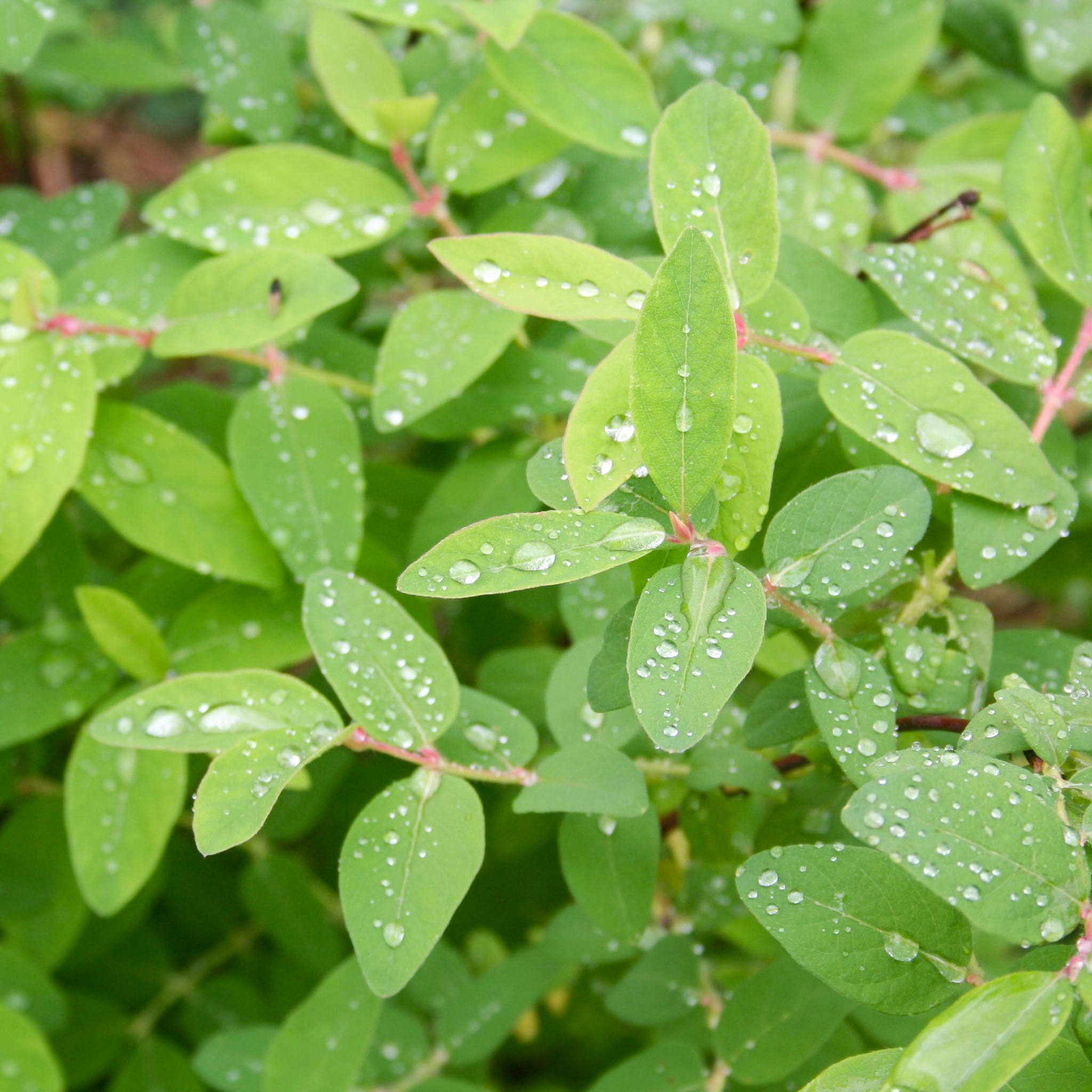 Honigbeere 'Giants Heart'