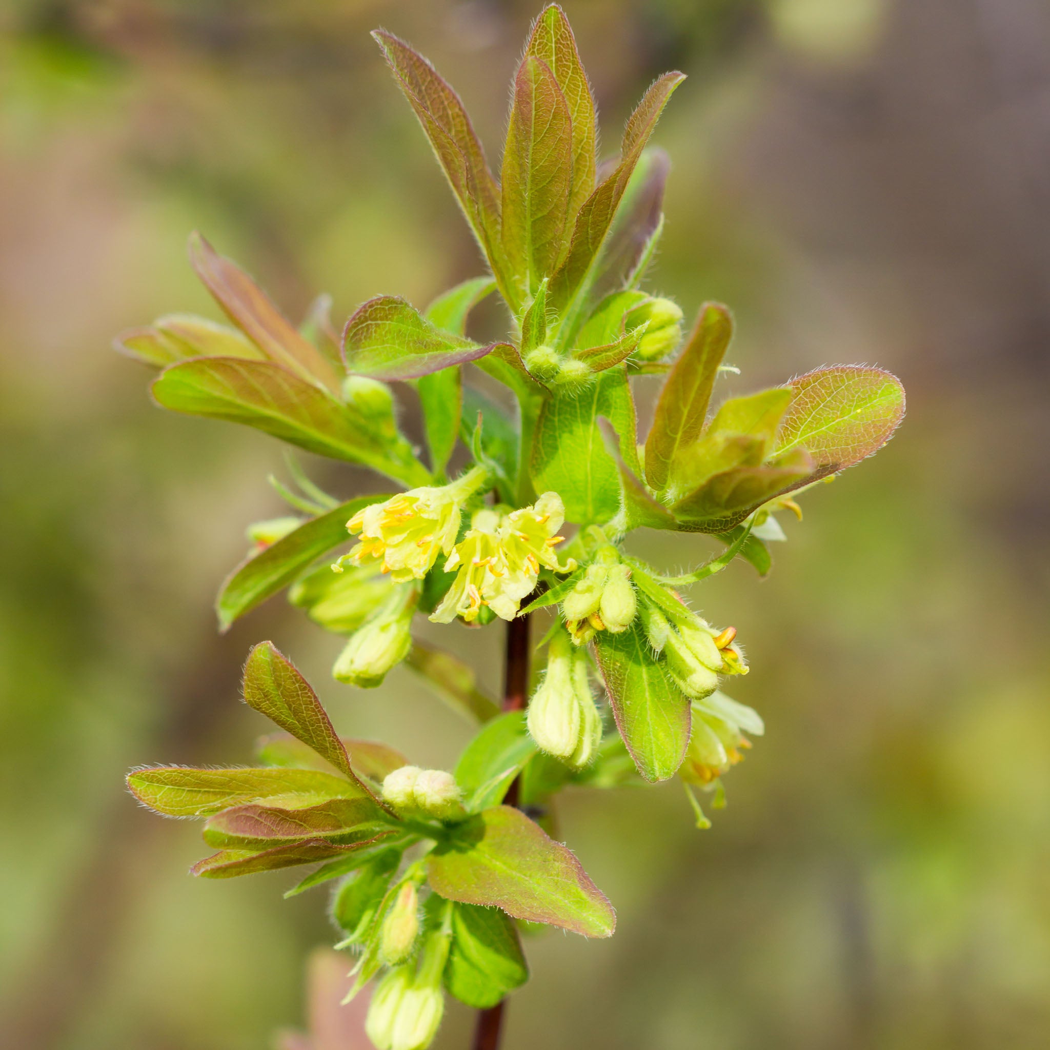 Honigbeere 'Giants Heart'