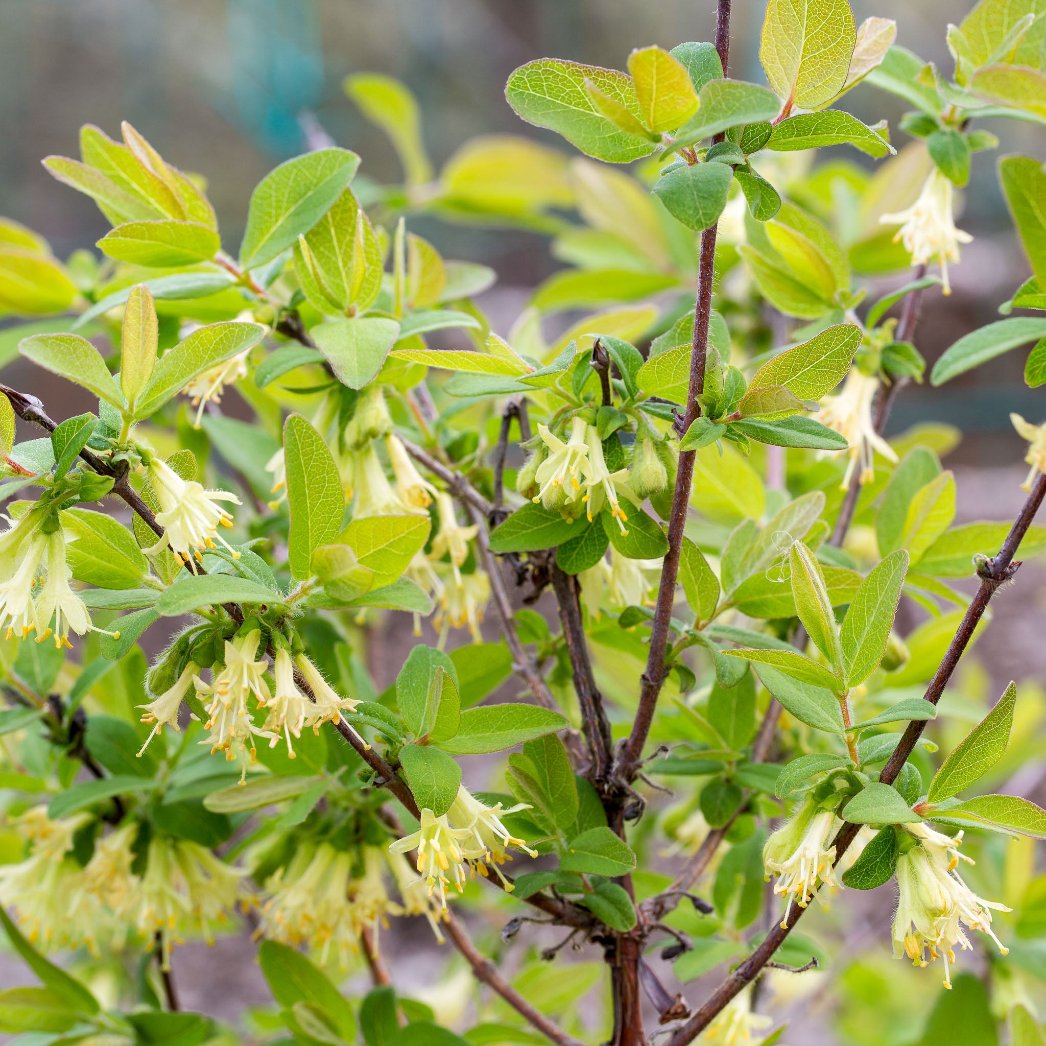 Honigbeere 'Honeybee'