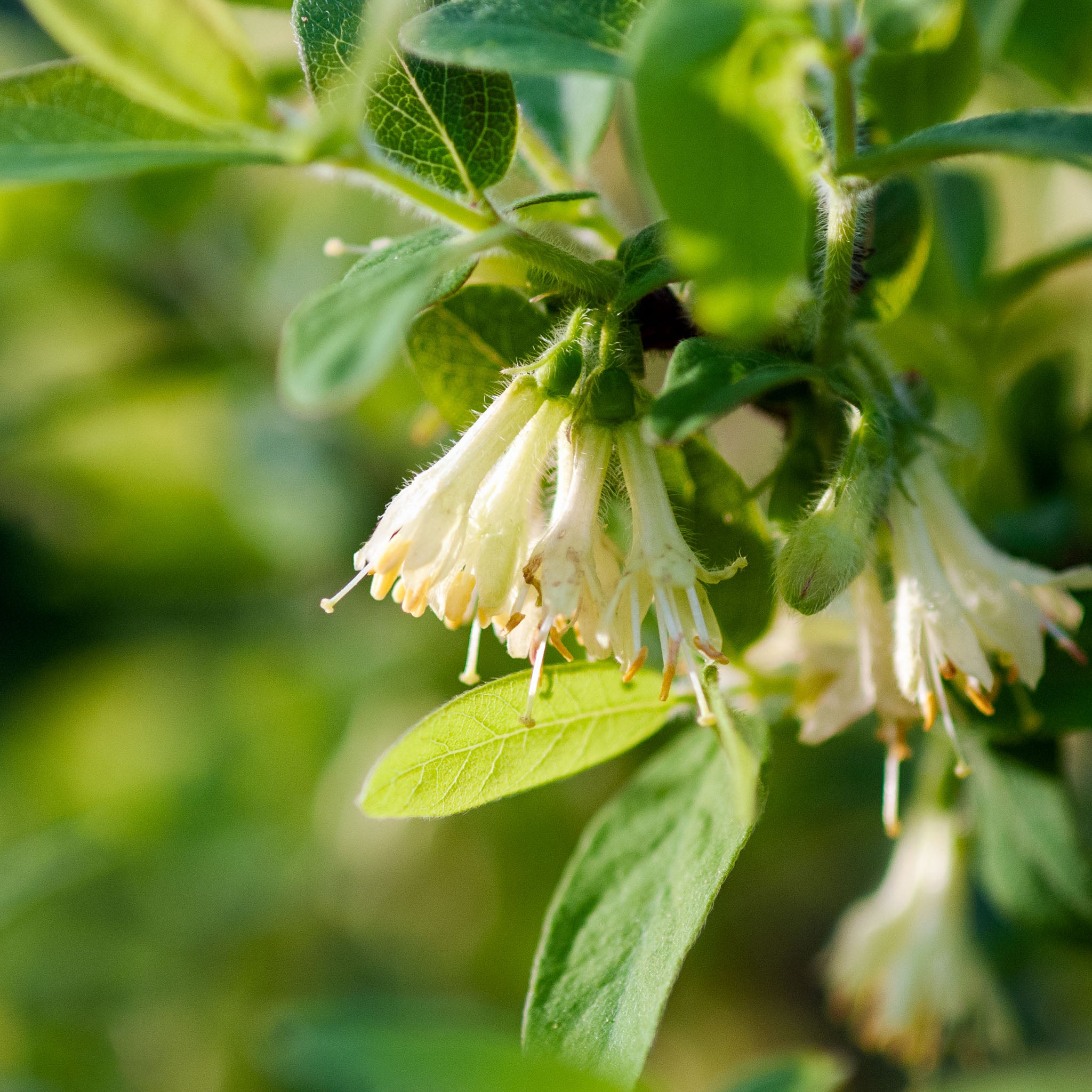Honigbeere 'Honeybee'