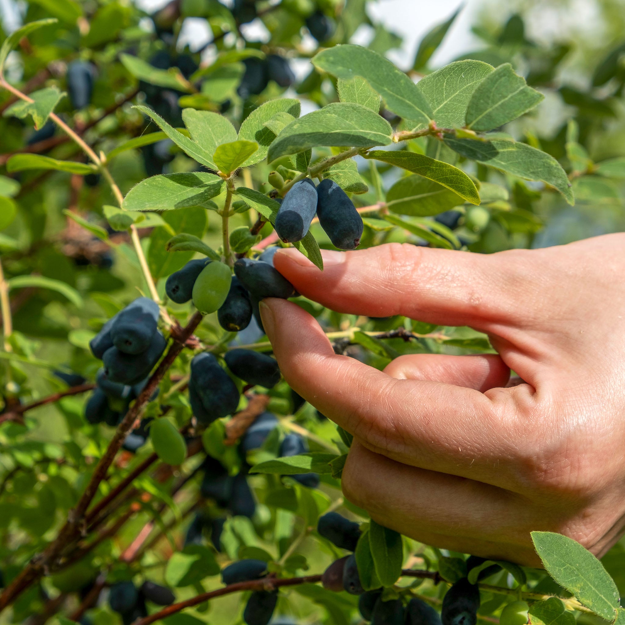 Honigbeere 'Strawberry Sensation'