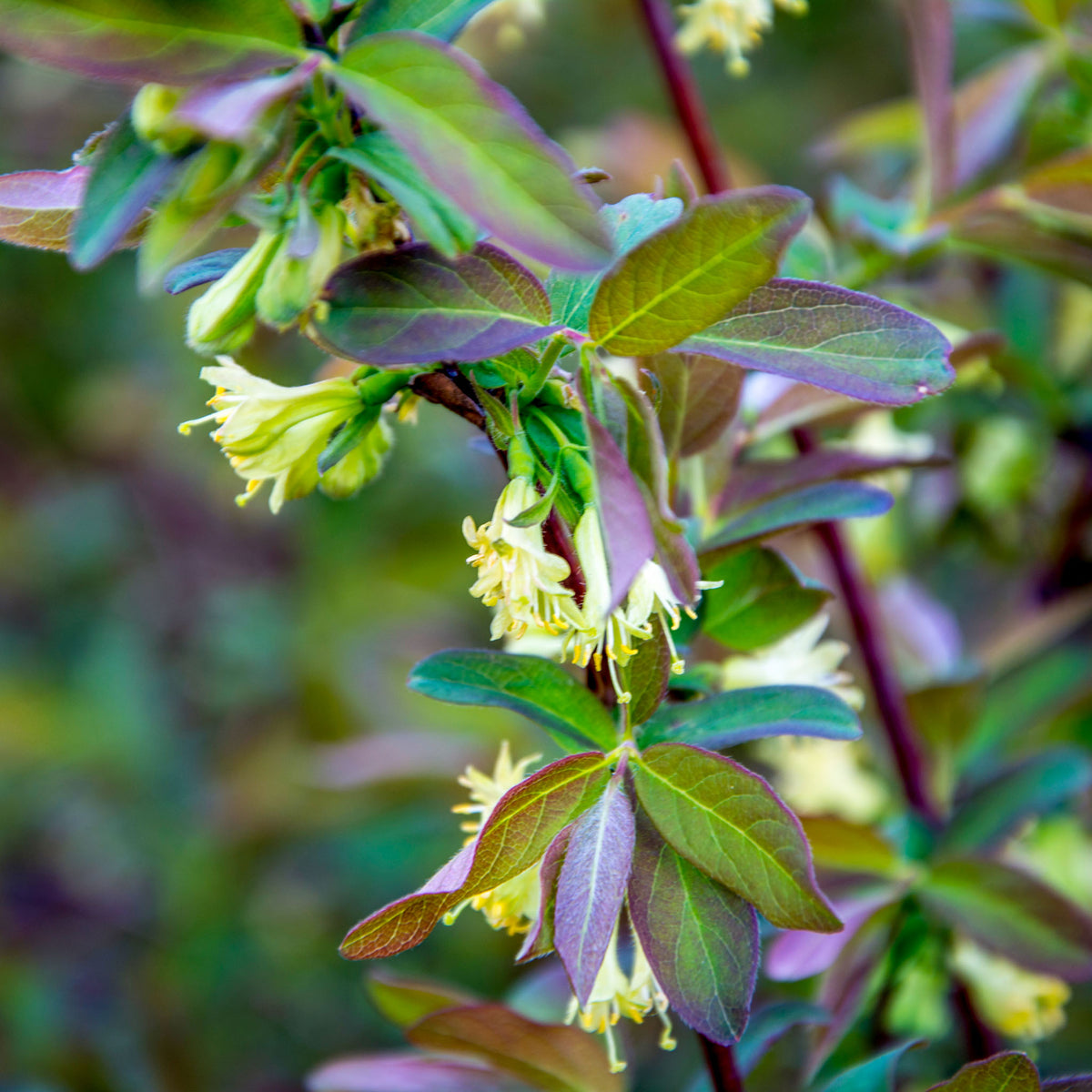 Honigbeere 'Wojtek'