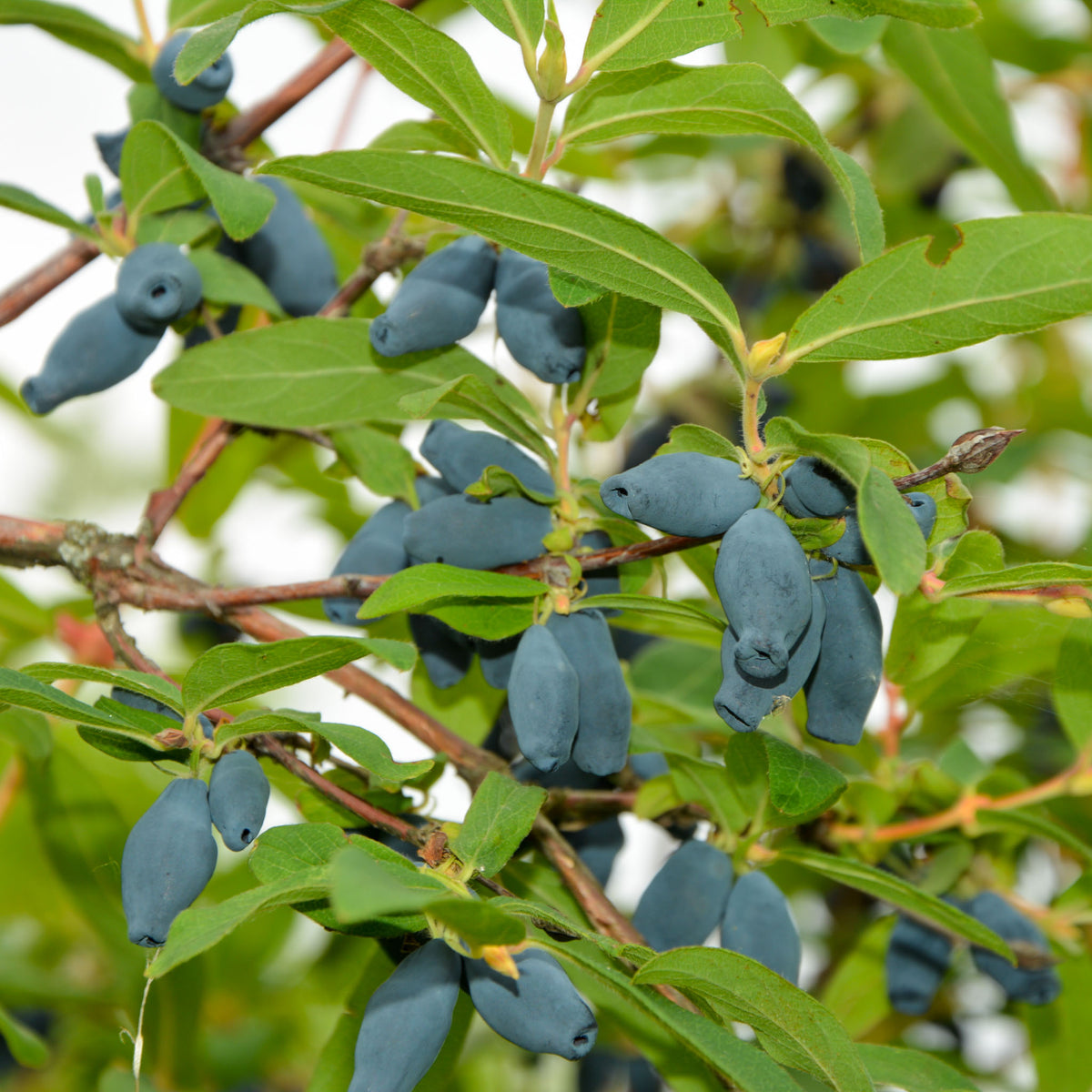Honigbeere 'Wojtek'