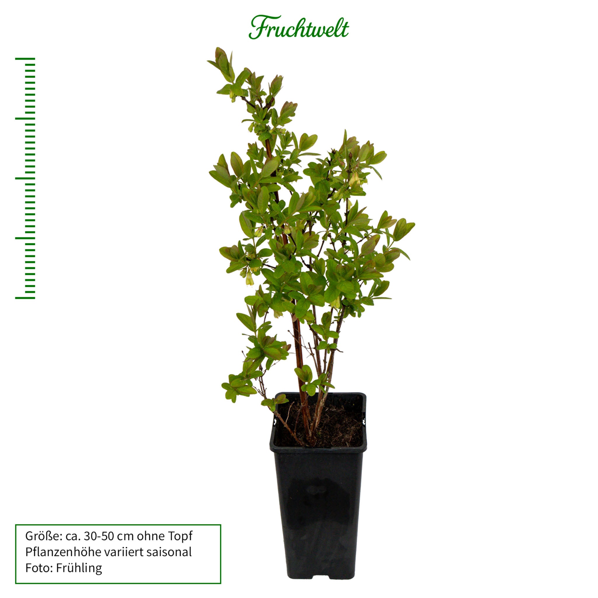 Honigbeere 'Aurora'