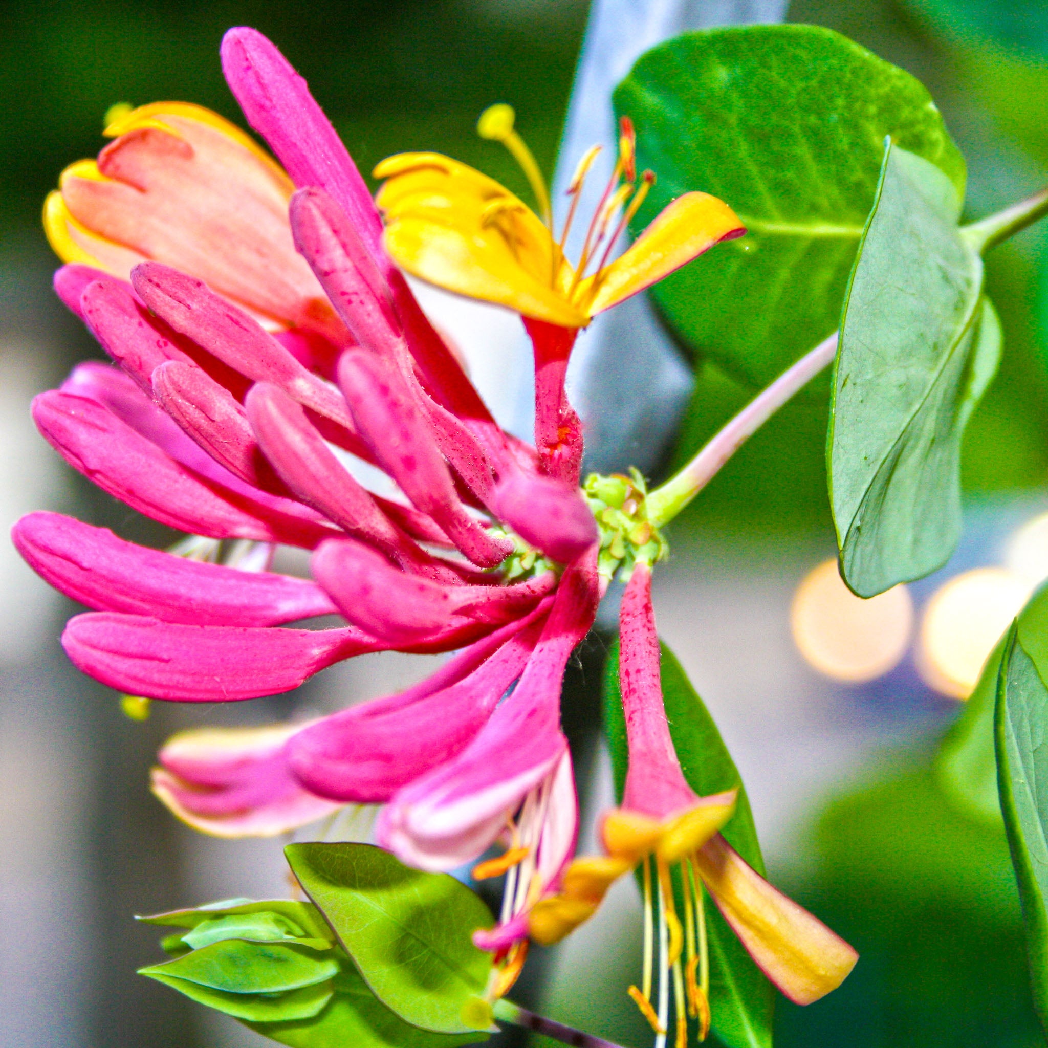 Geißblatt 'Goldflame'