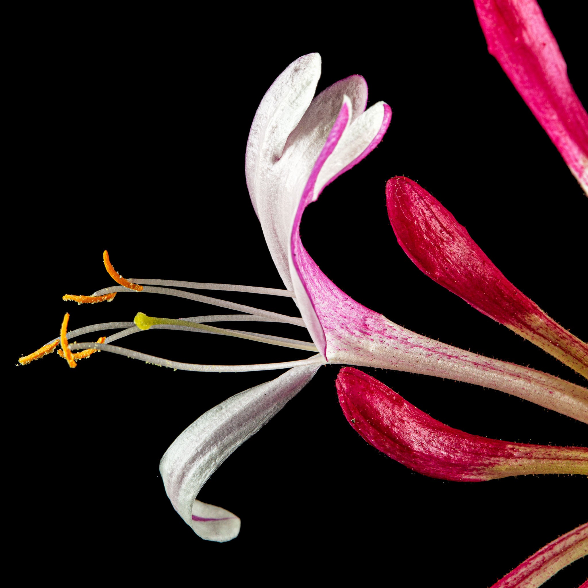 Geißblatt 'Serotina'