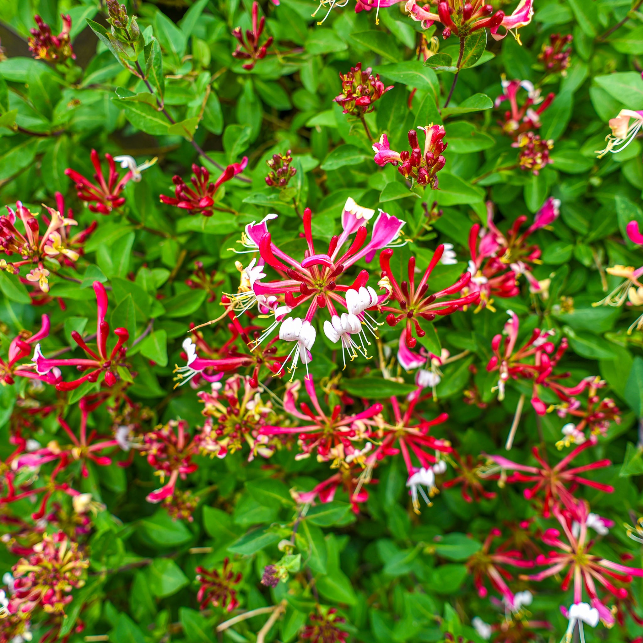 Geißblatt 'Serotina'