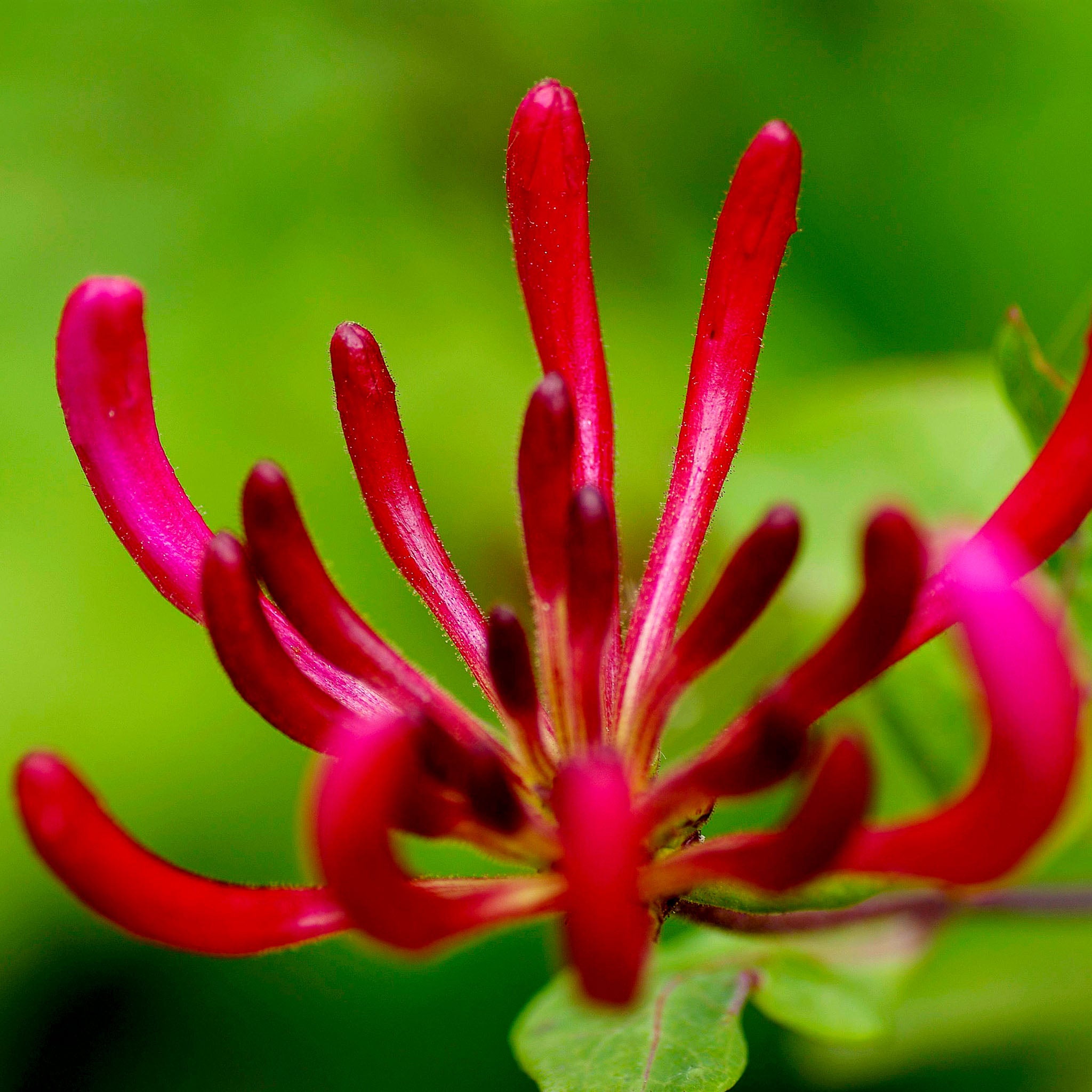 Geißblatt 'Serotina'