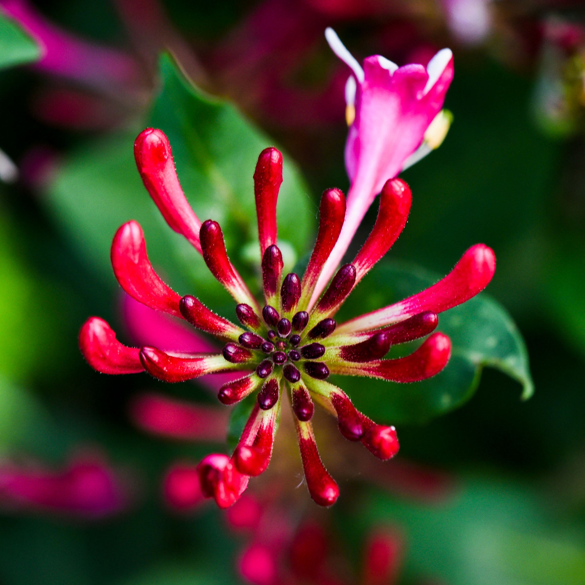 Geißblatt 'Serotina'