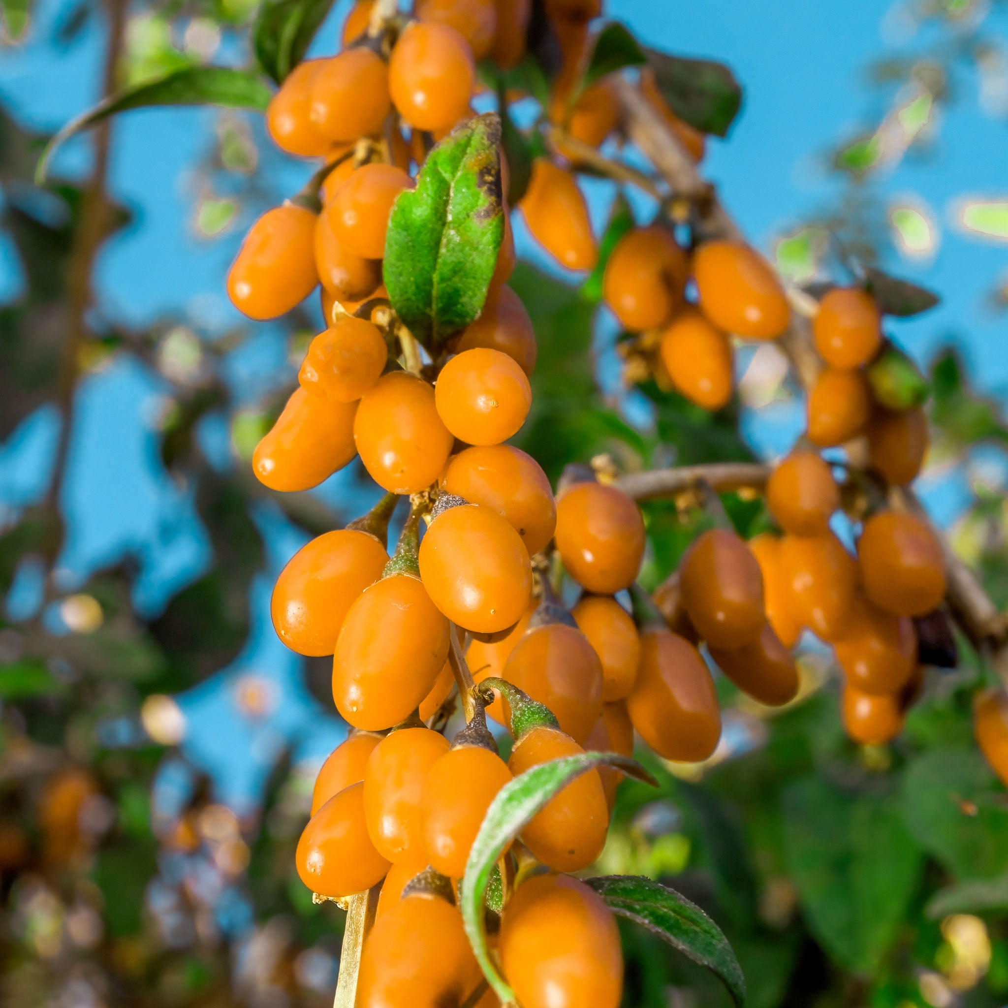 Gojibeere 'Amber Sweet'