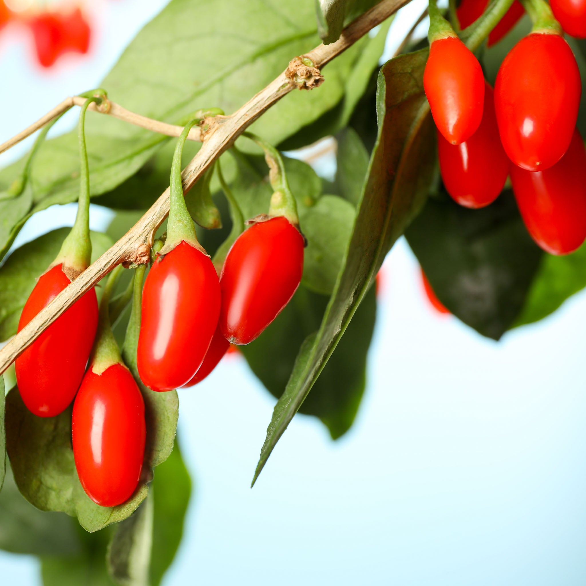 Gojibeere 'Big Lifeberry'