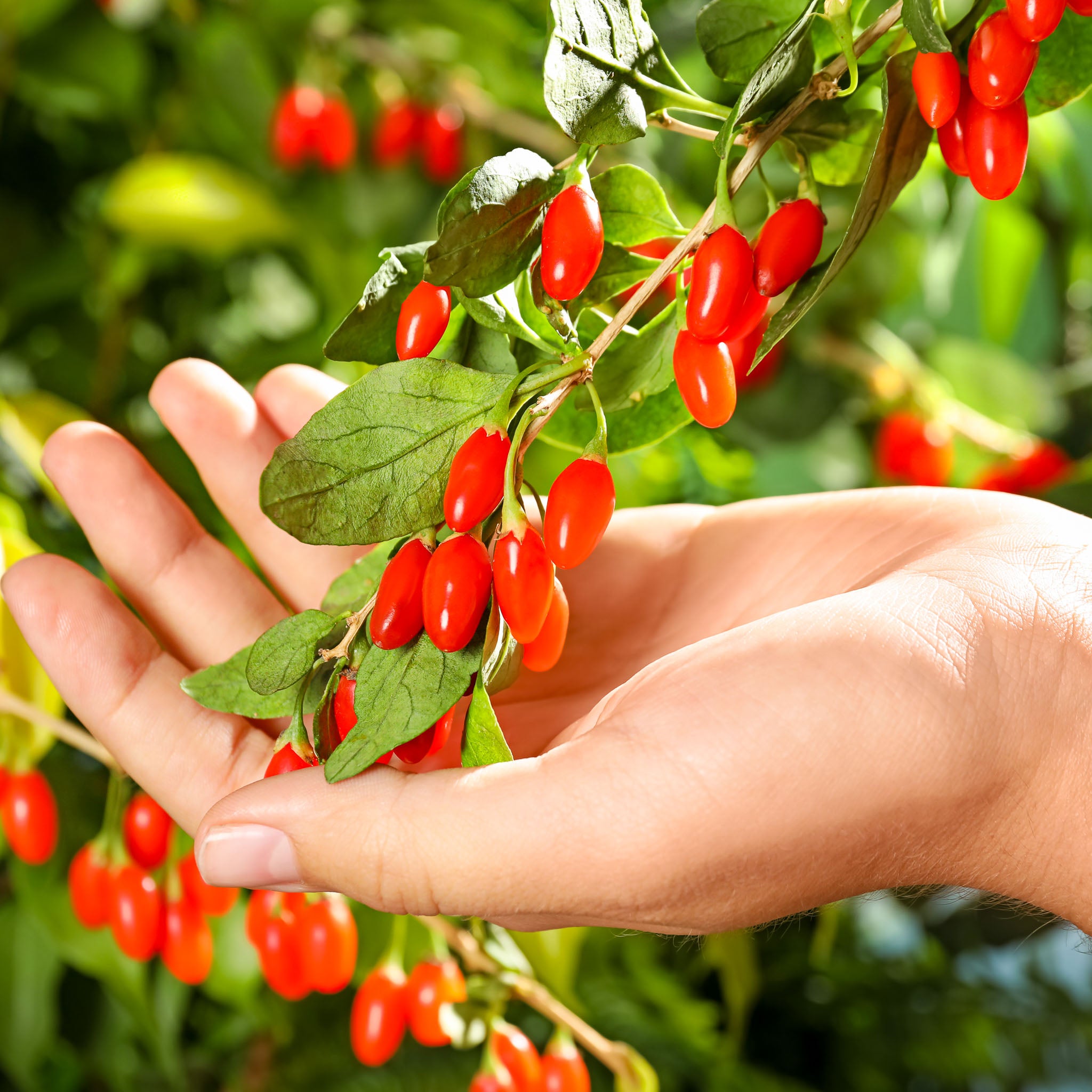 Gojibeere 'Big Lifeberry'